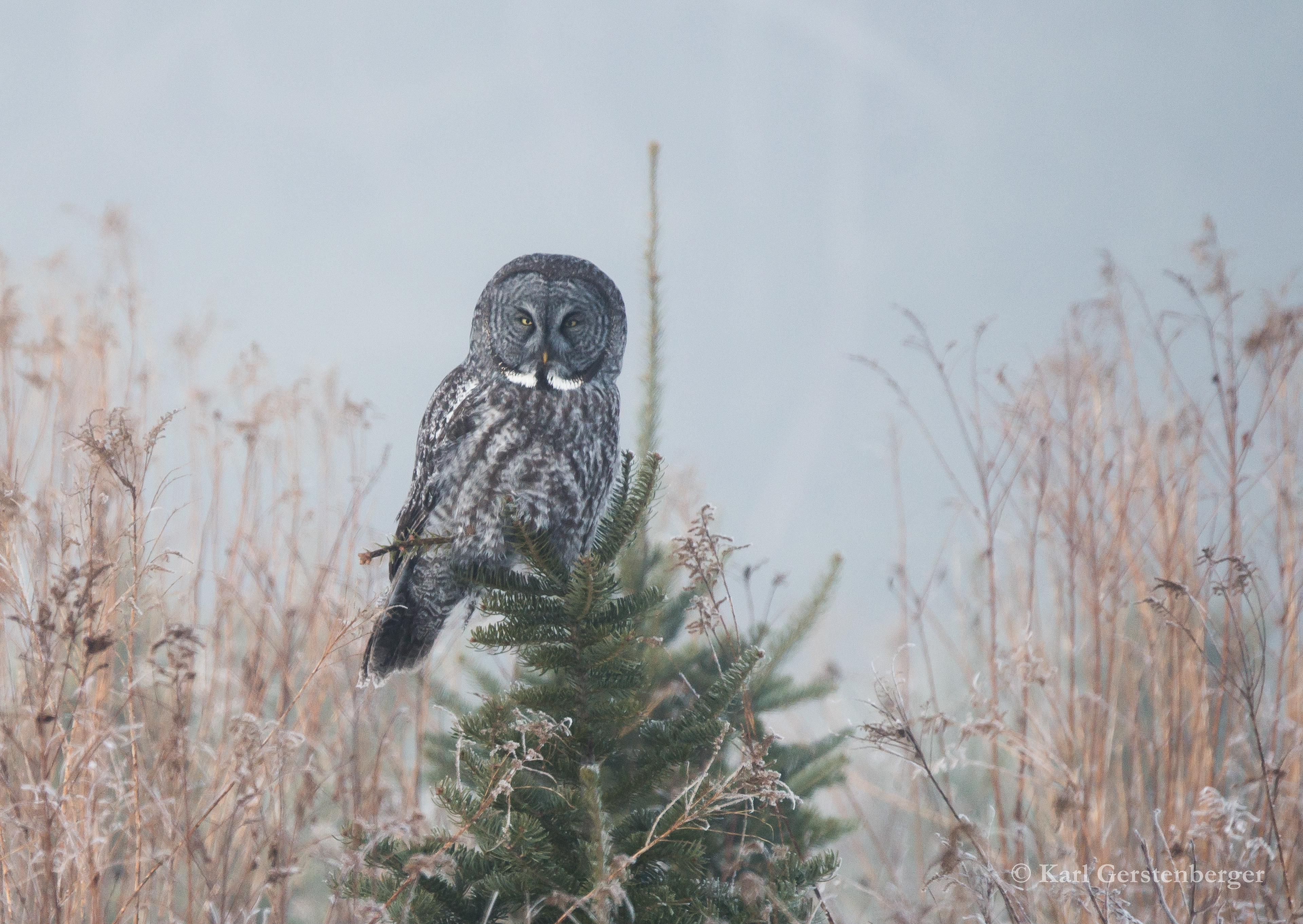 Great Gray Owl -ME