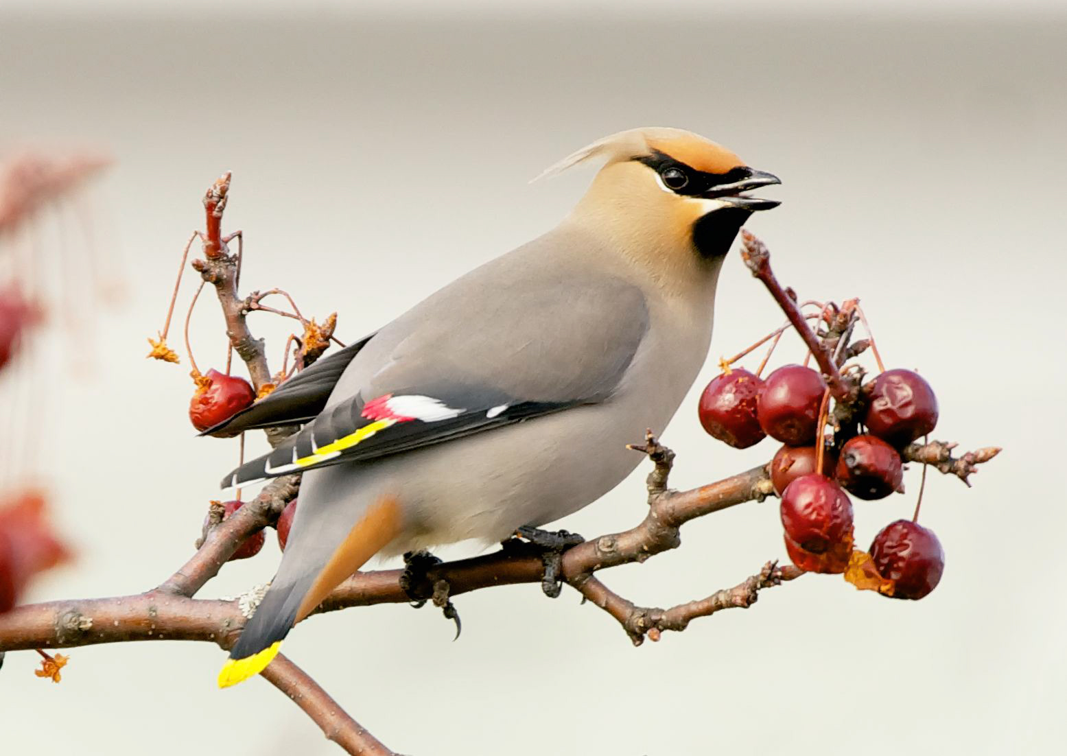 Bohemian Waxwing