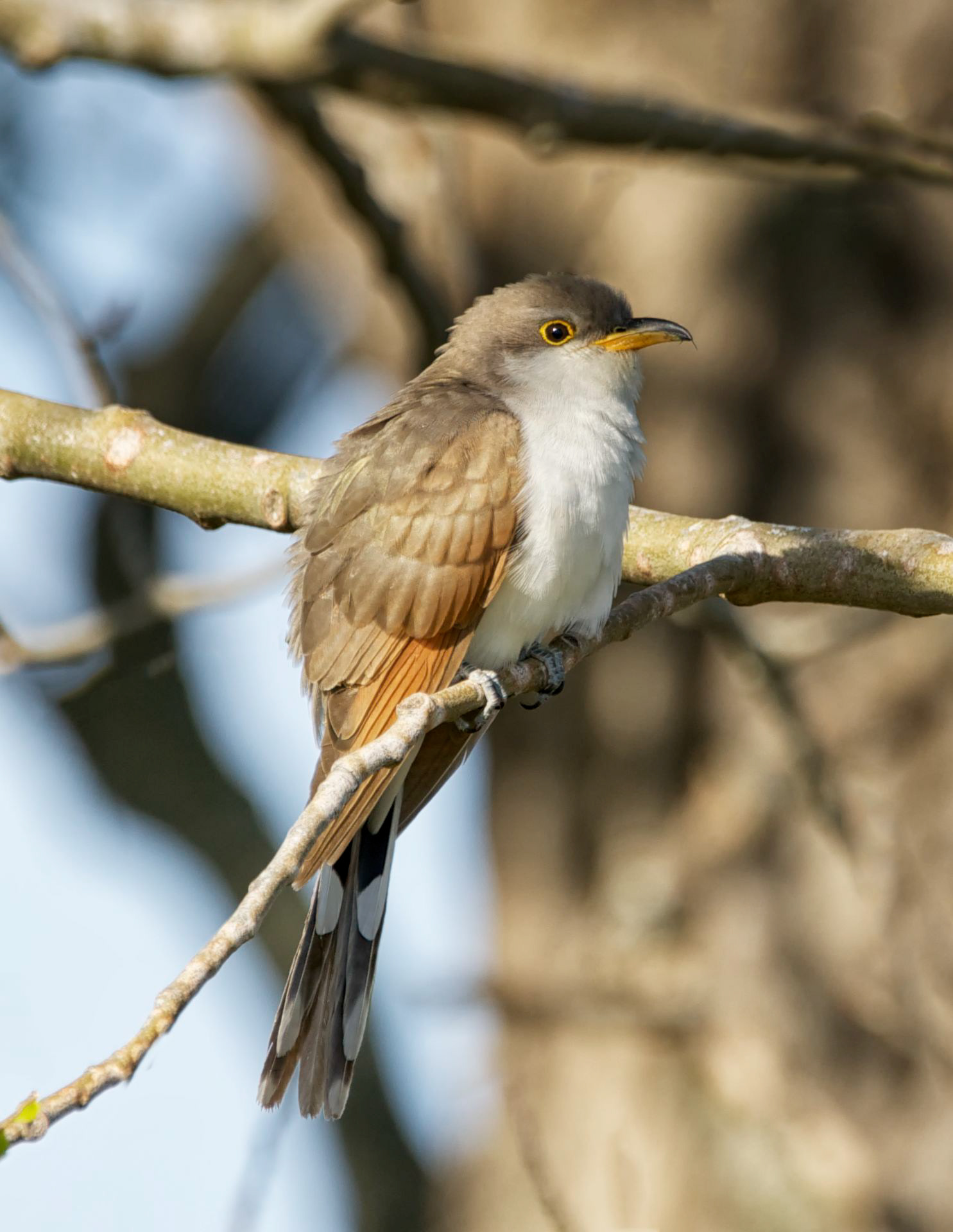 Yellow-billed Cuckoo - ME