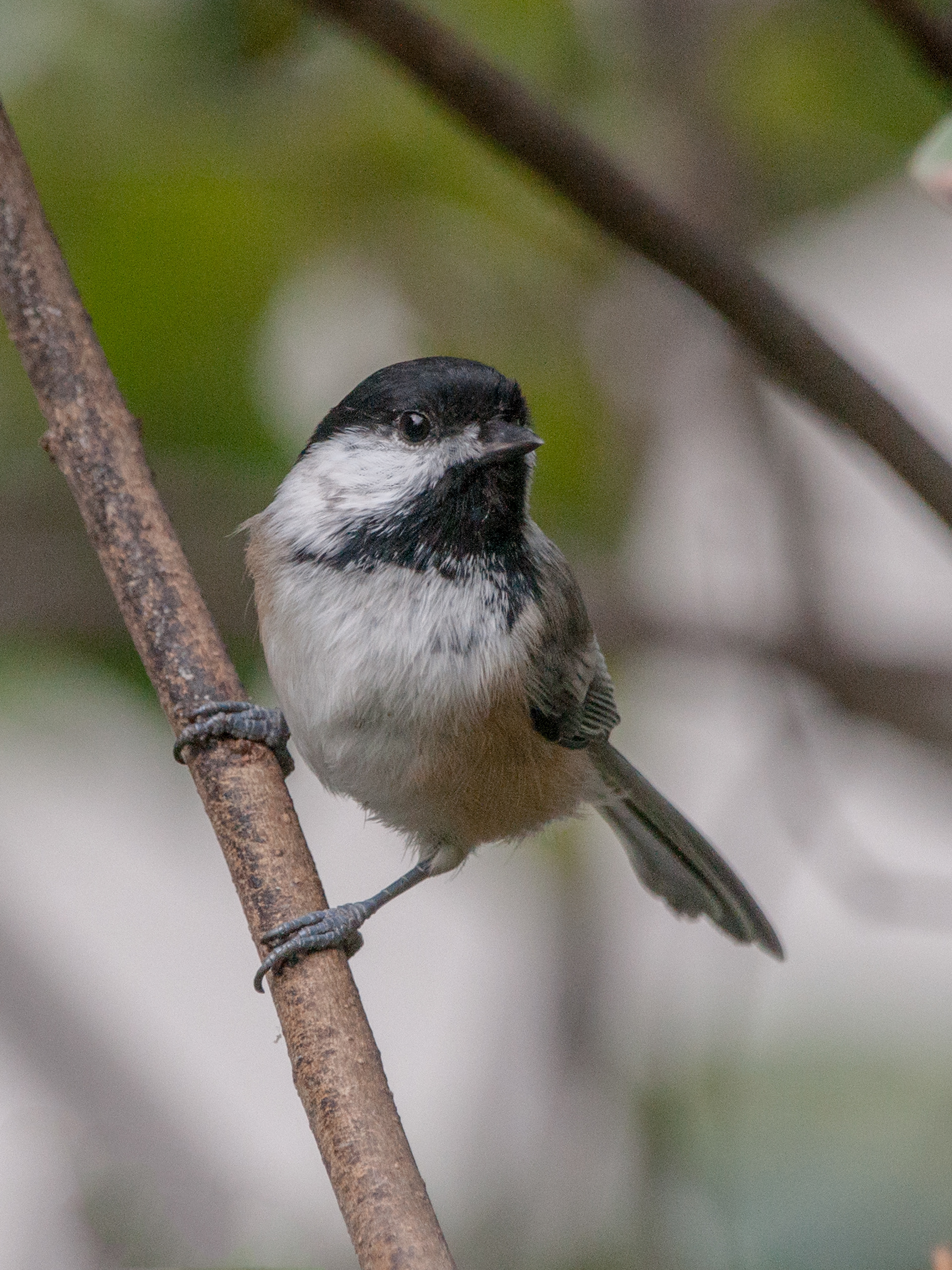 Black-capped Chickadee - ME