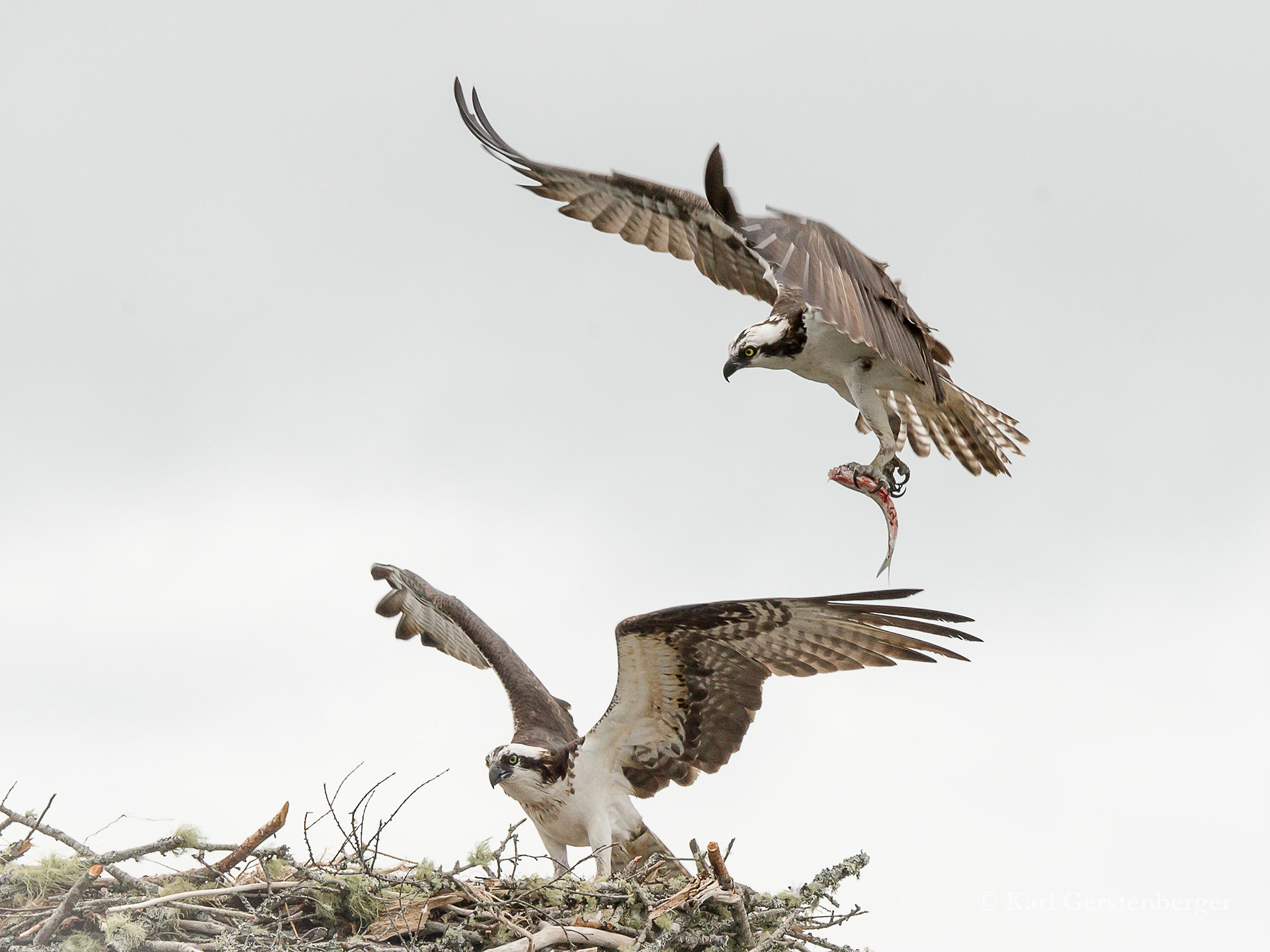 Osprey