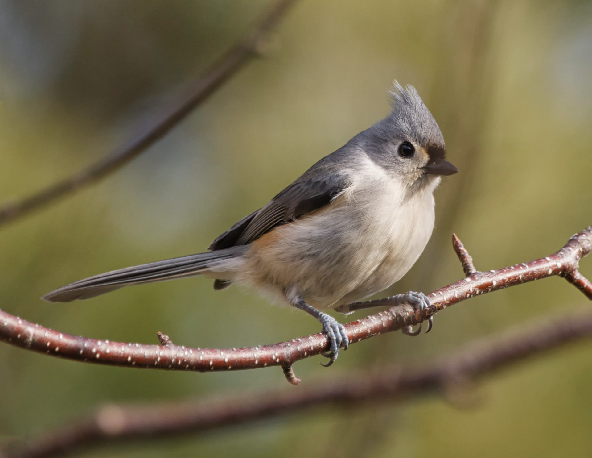 Tufted Titmouse - ME