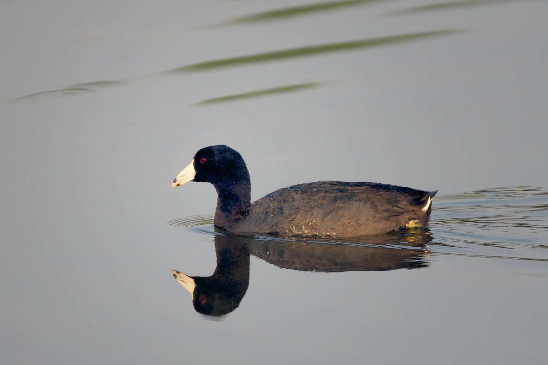 American Coot - TX