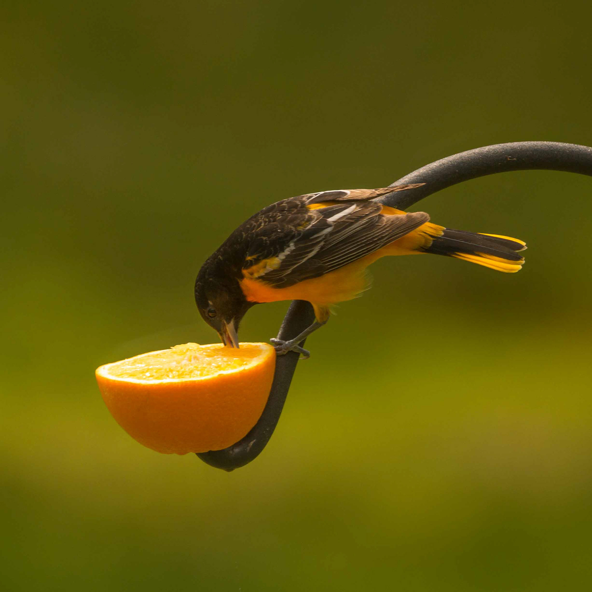 Baltimore Oriole - ME