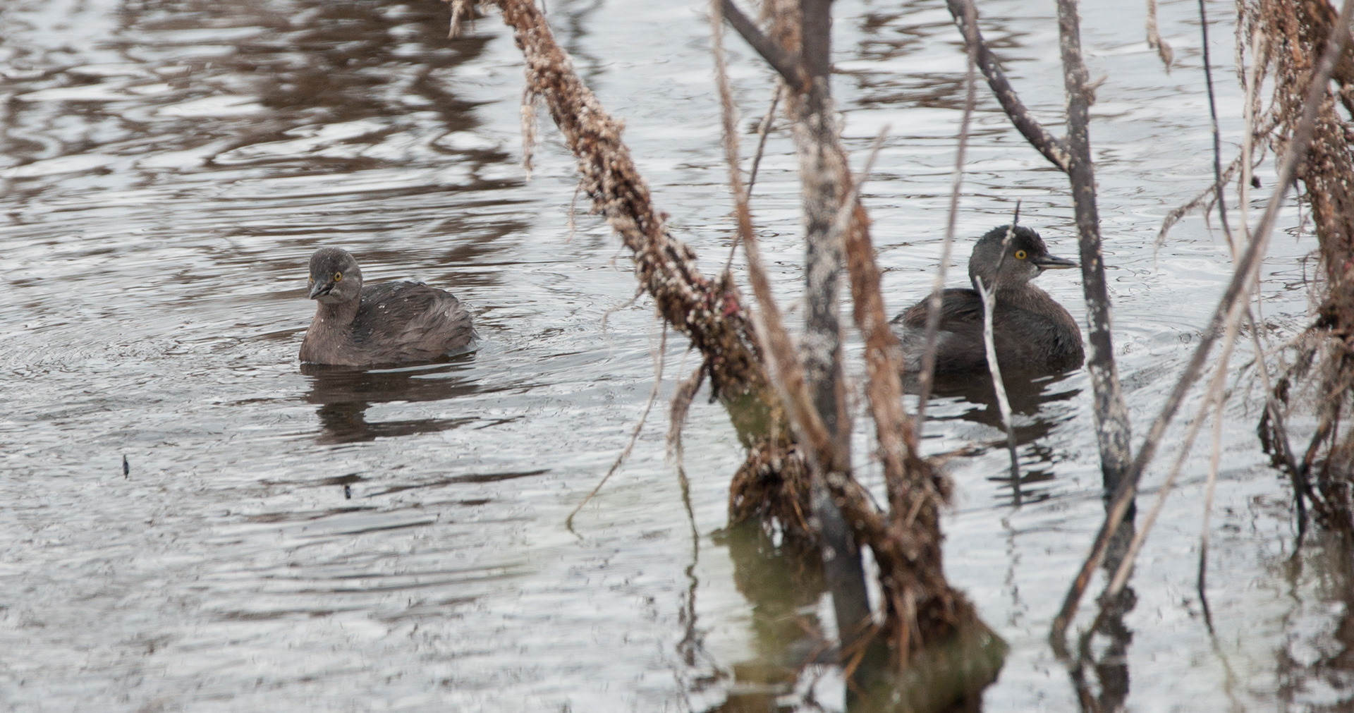 Least Grebe - TX