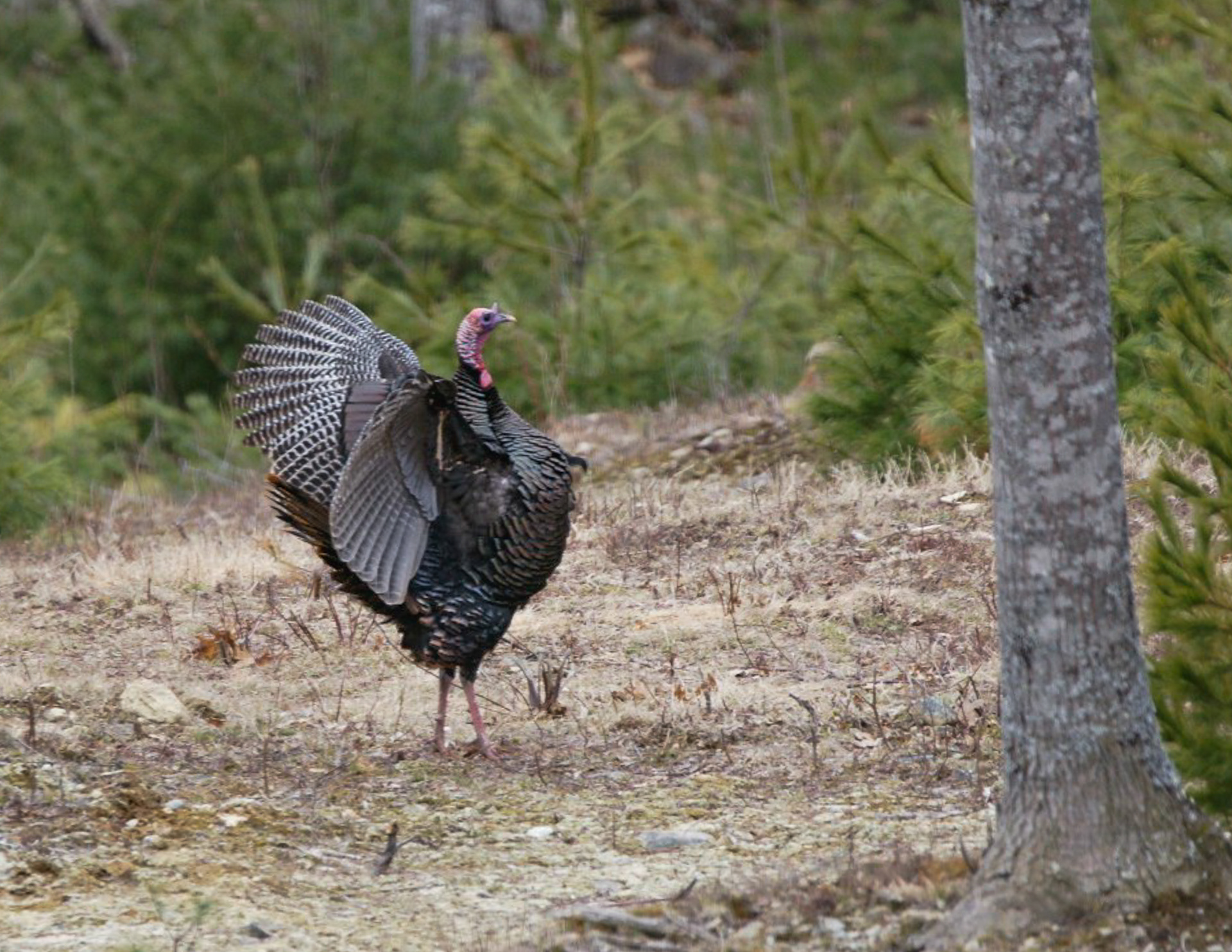 Wild Turkey - ME