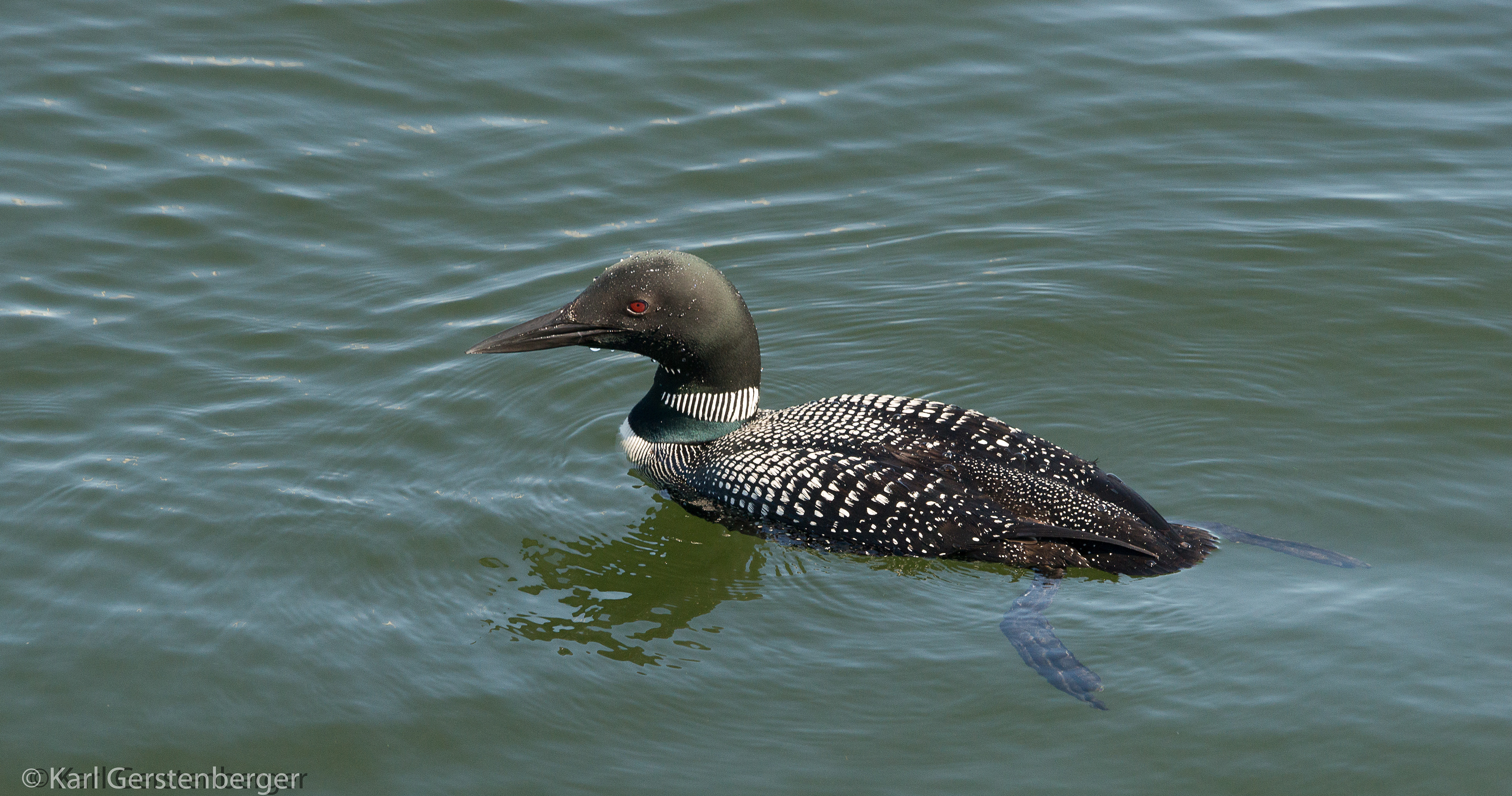 Common Loon - ME
