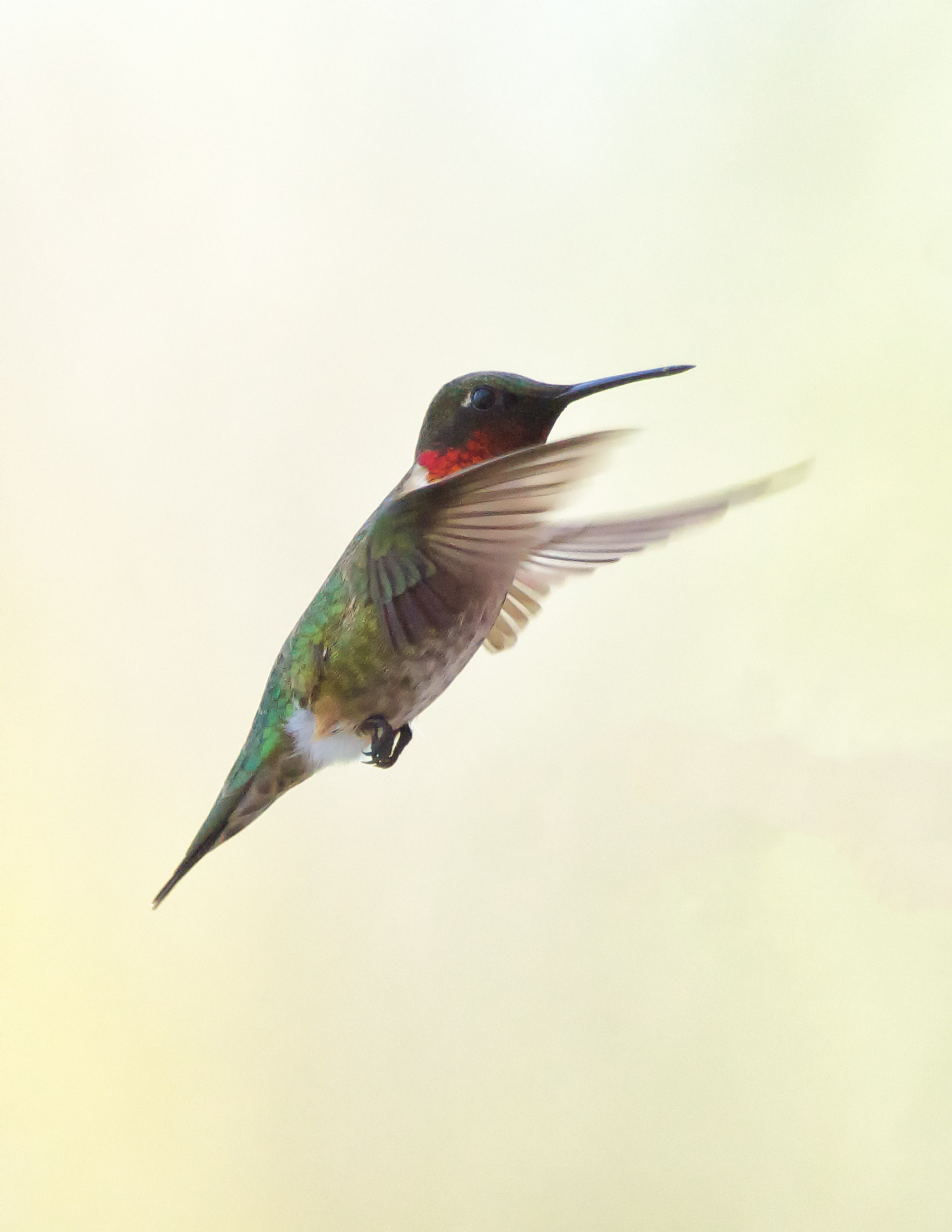 Ruby-throated Hummingbird - ME