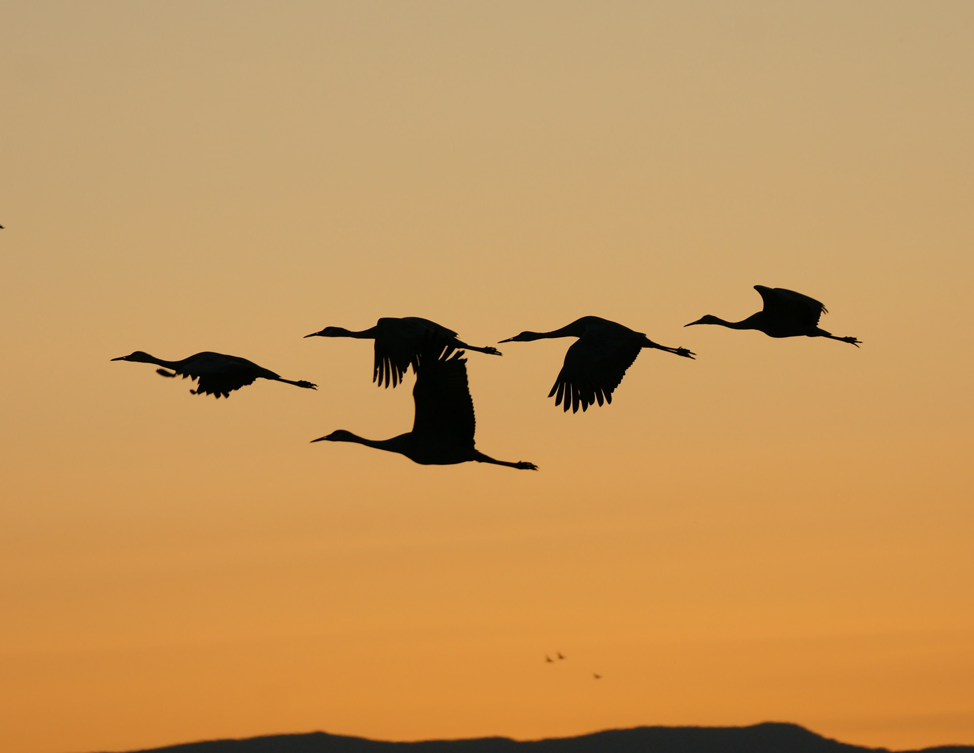 Sandhill Crane - NM