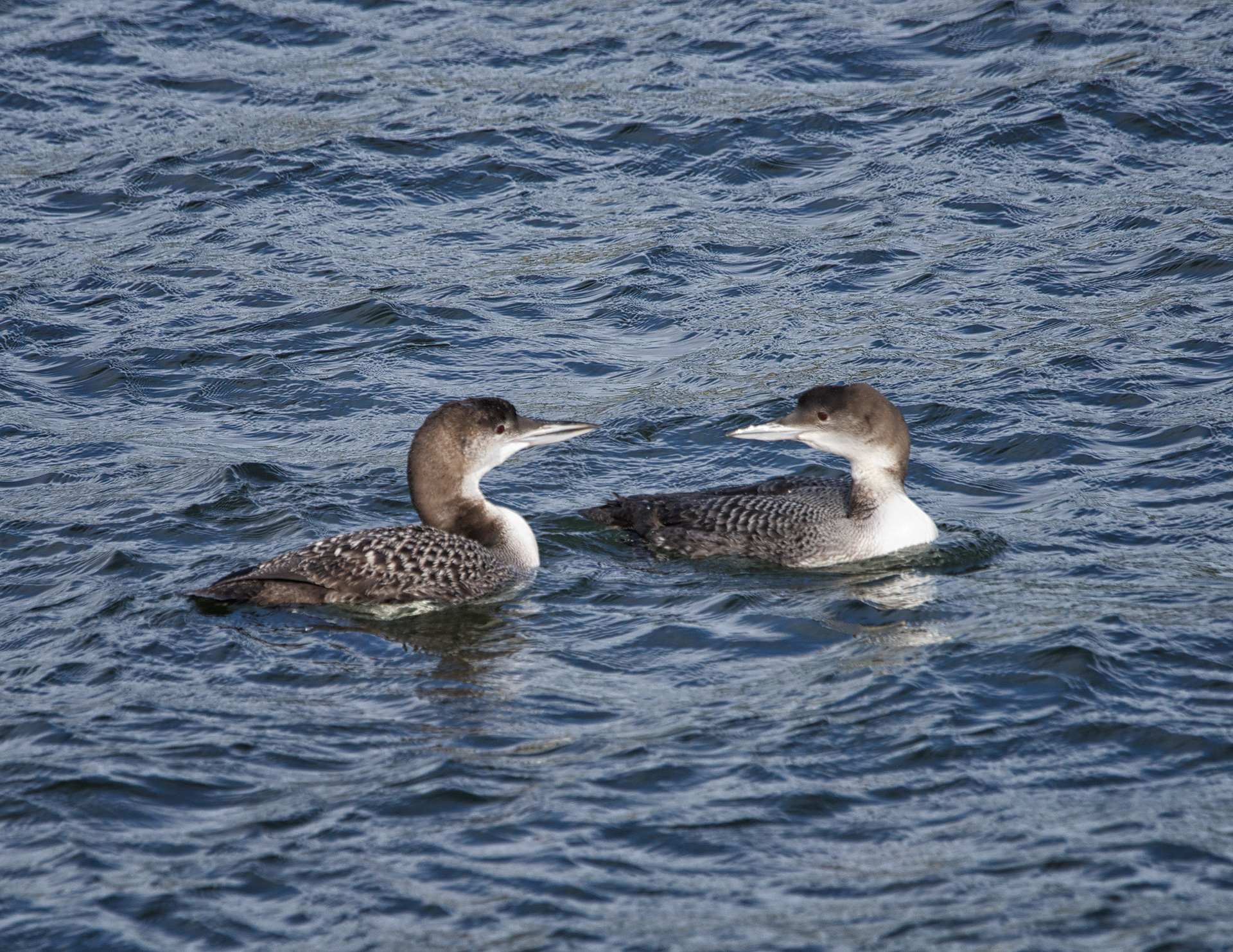 Common Loon - ME