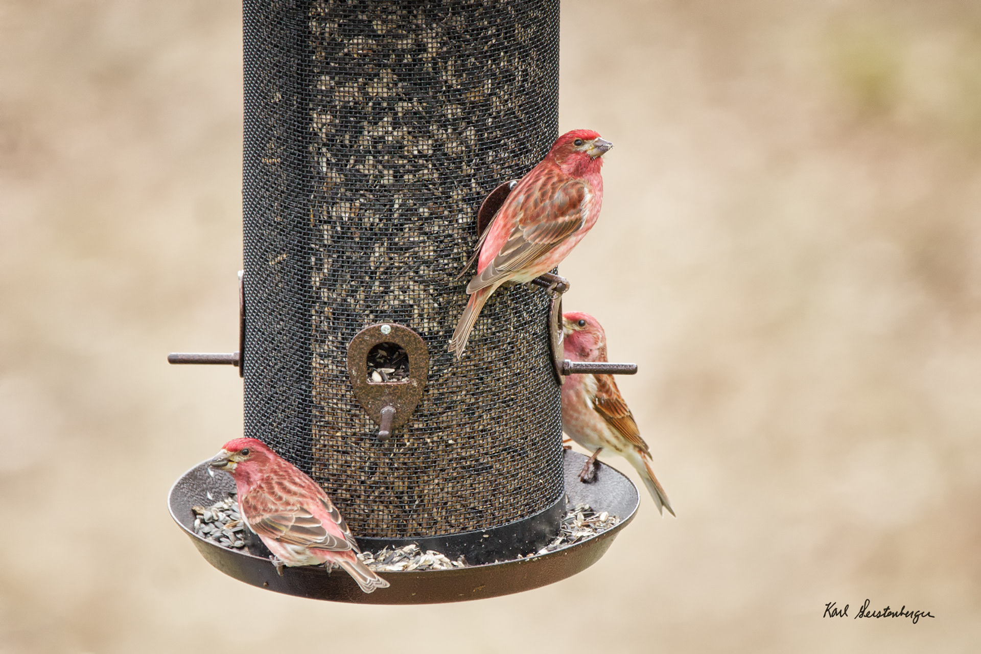 Purple Finch - ME