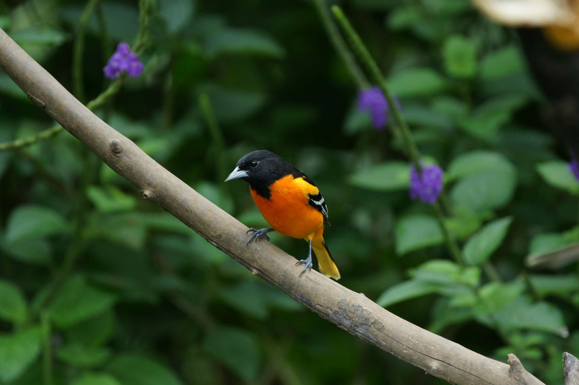 Baltimore Oriole - Costa Rica