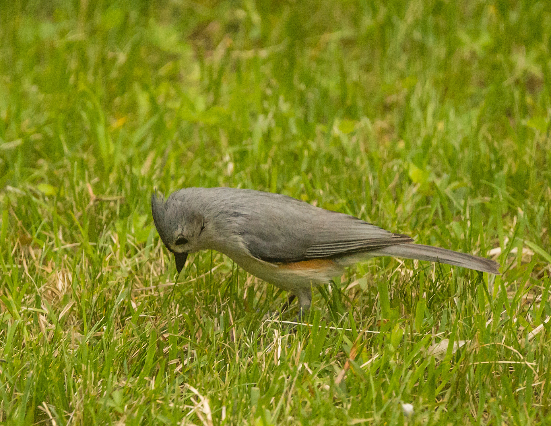 Tufted Titmouse - ME