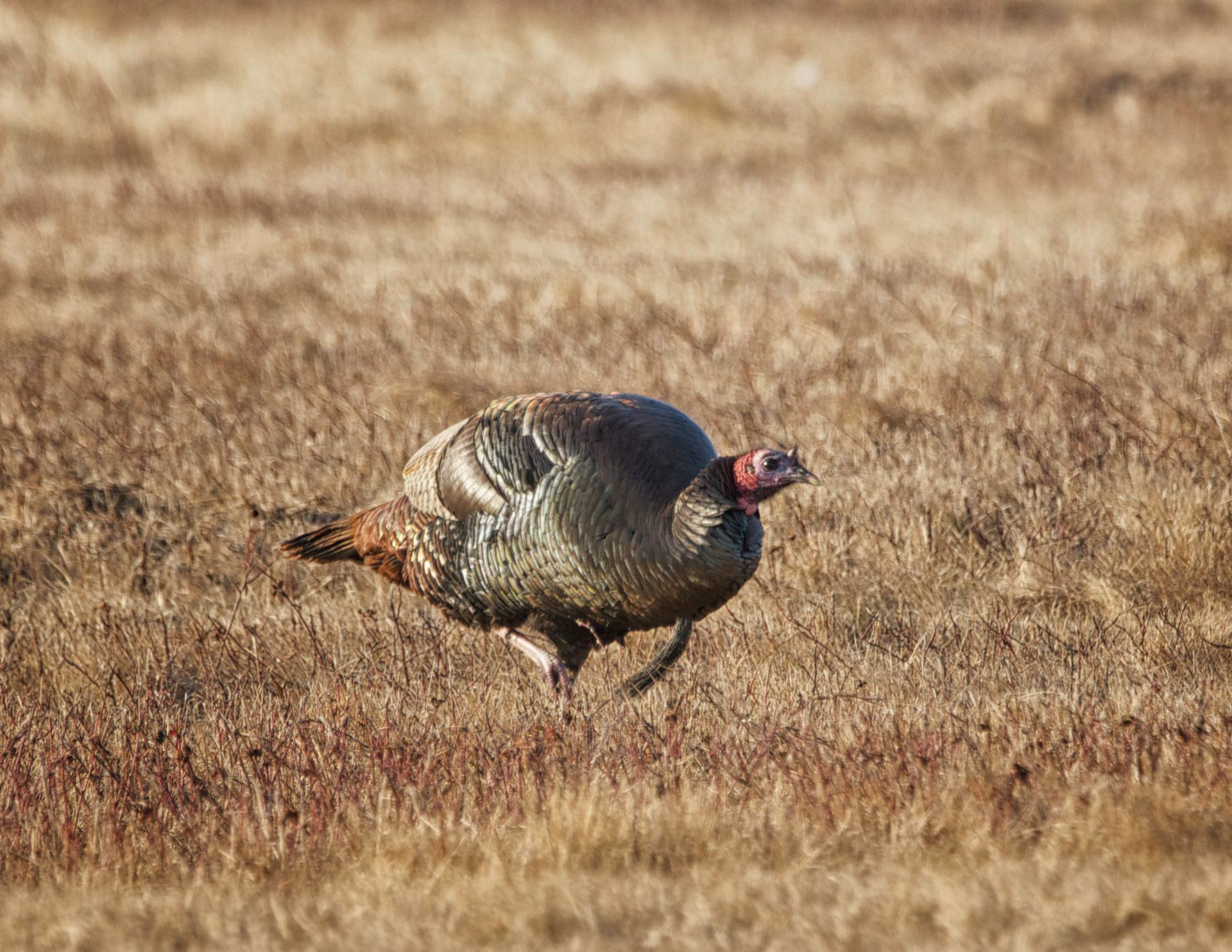 Wild Turkey - MA
