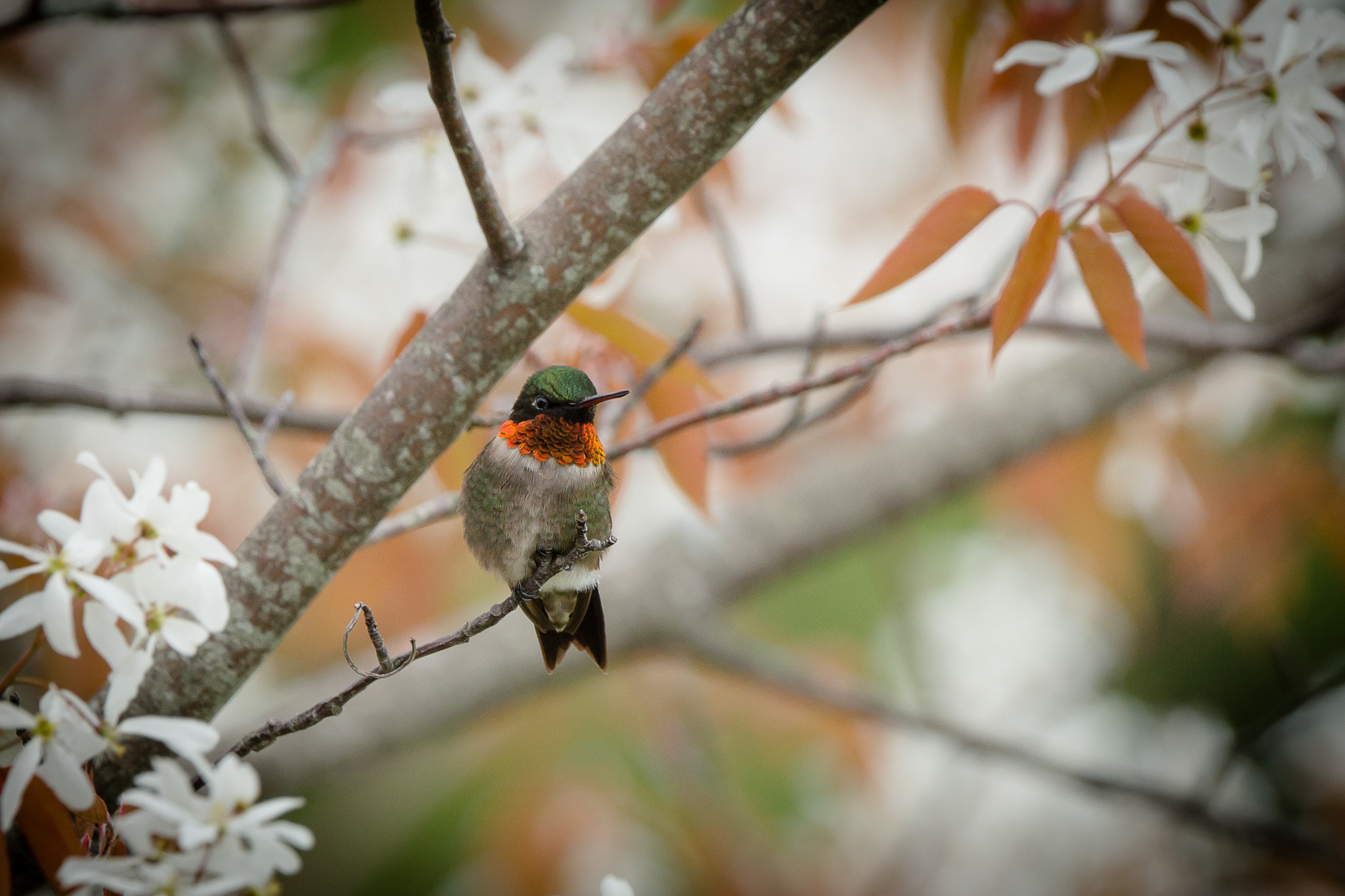 Ruby-throated Hummingbird - ME