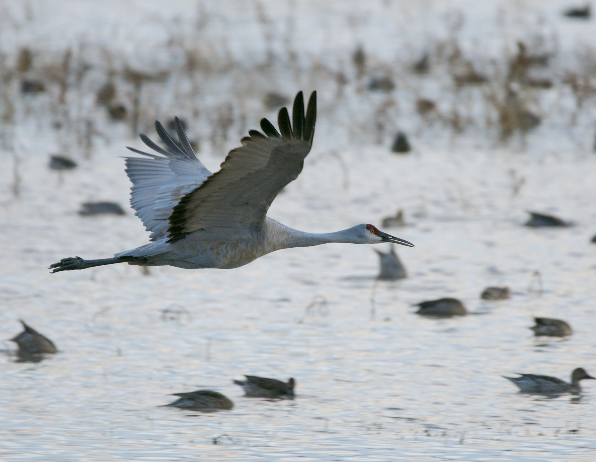 Sandhill Crane - NM