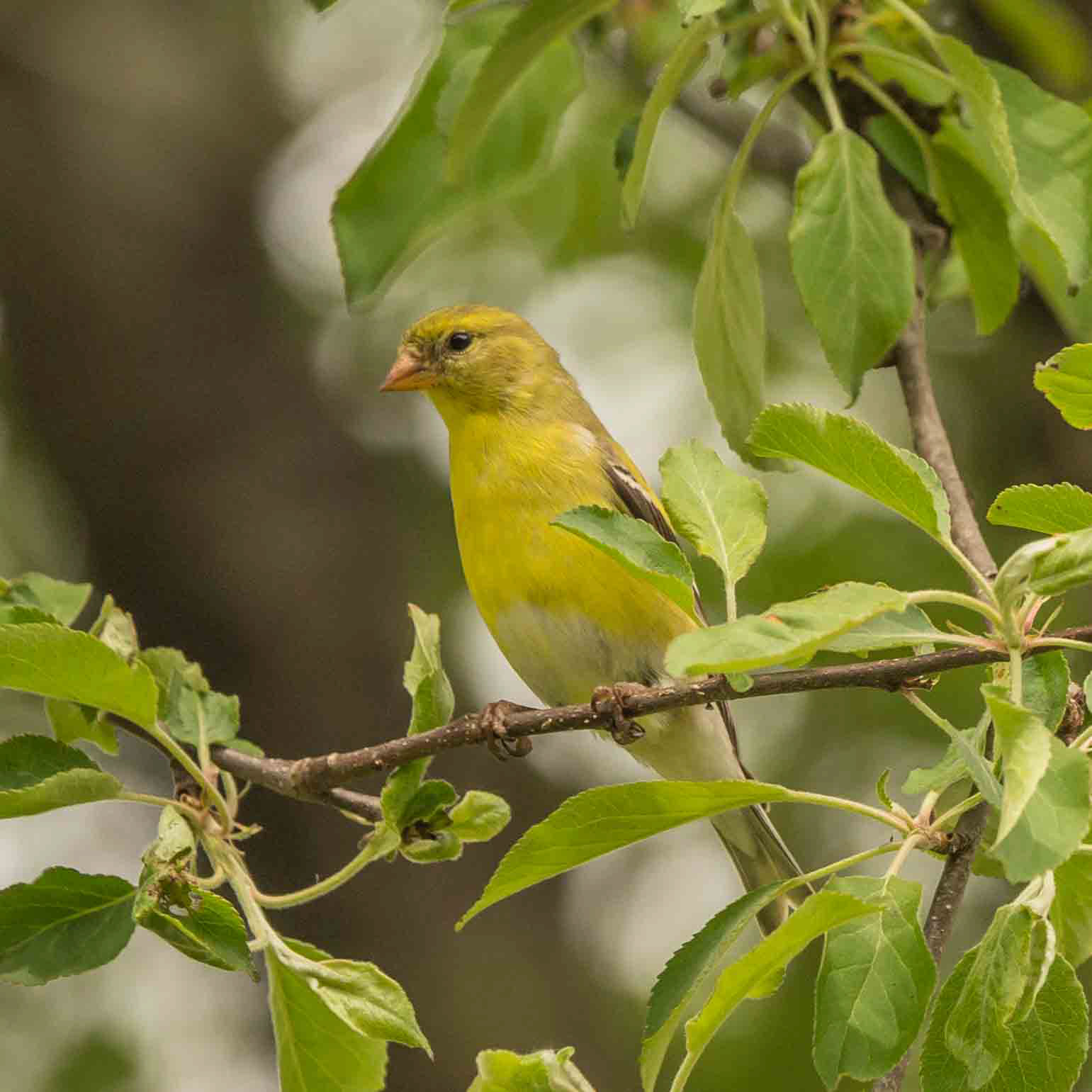 American Goldfinch - ME