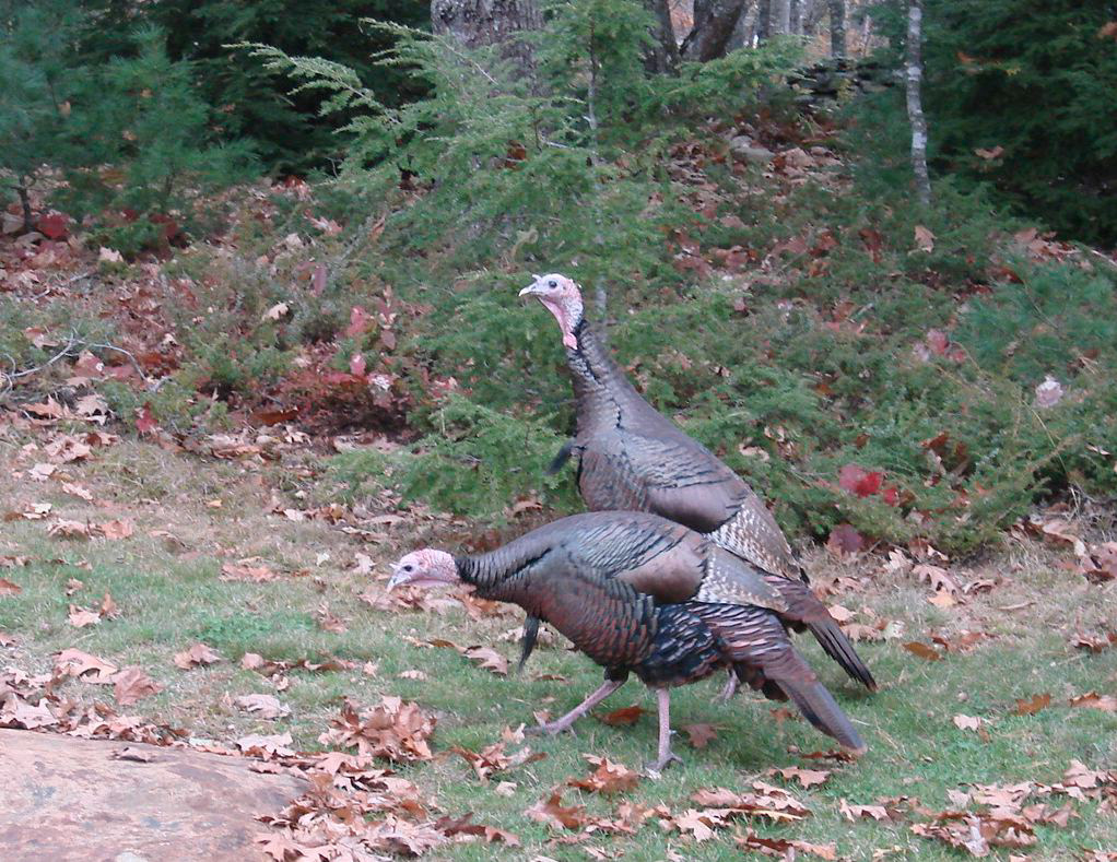 Wild Turkey - ME