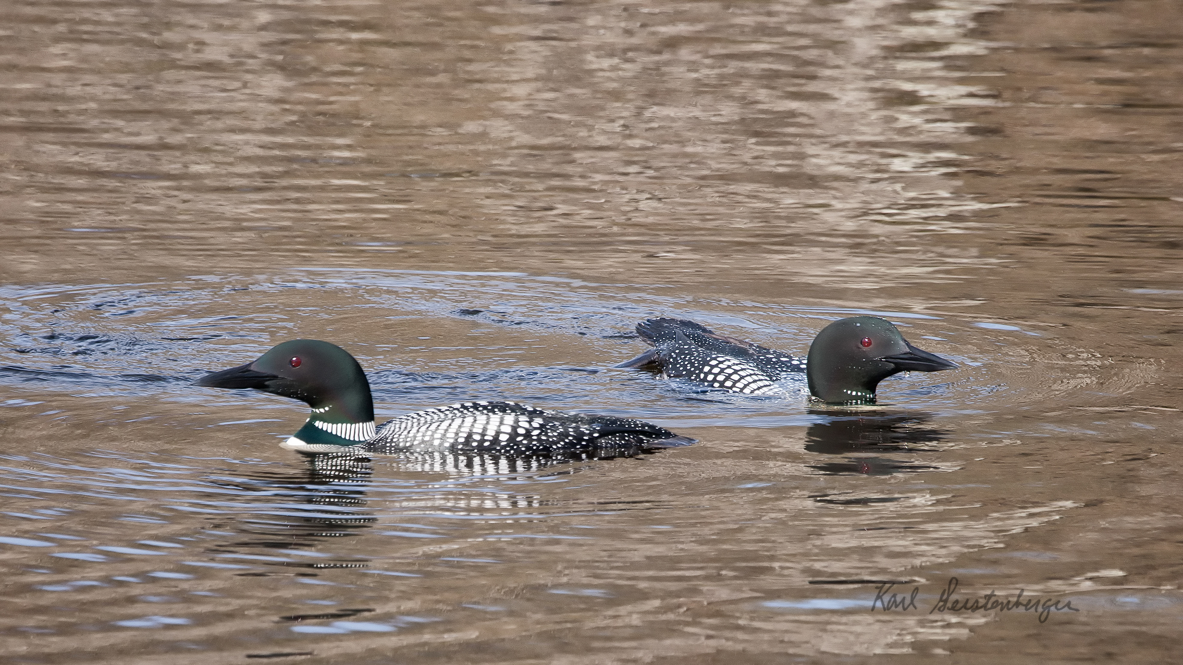 Common Loon - ME
