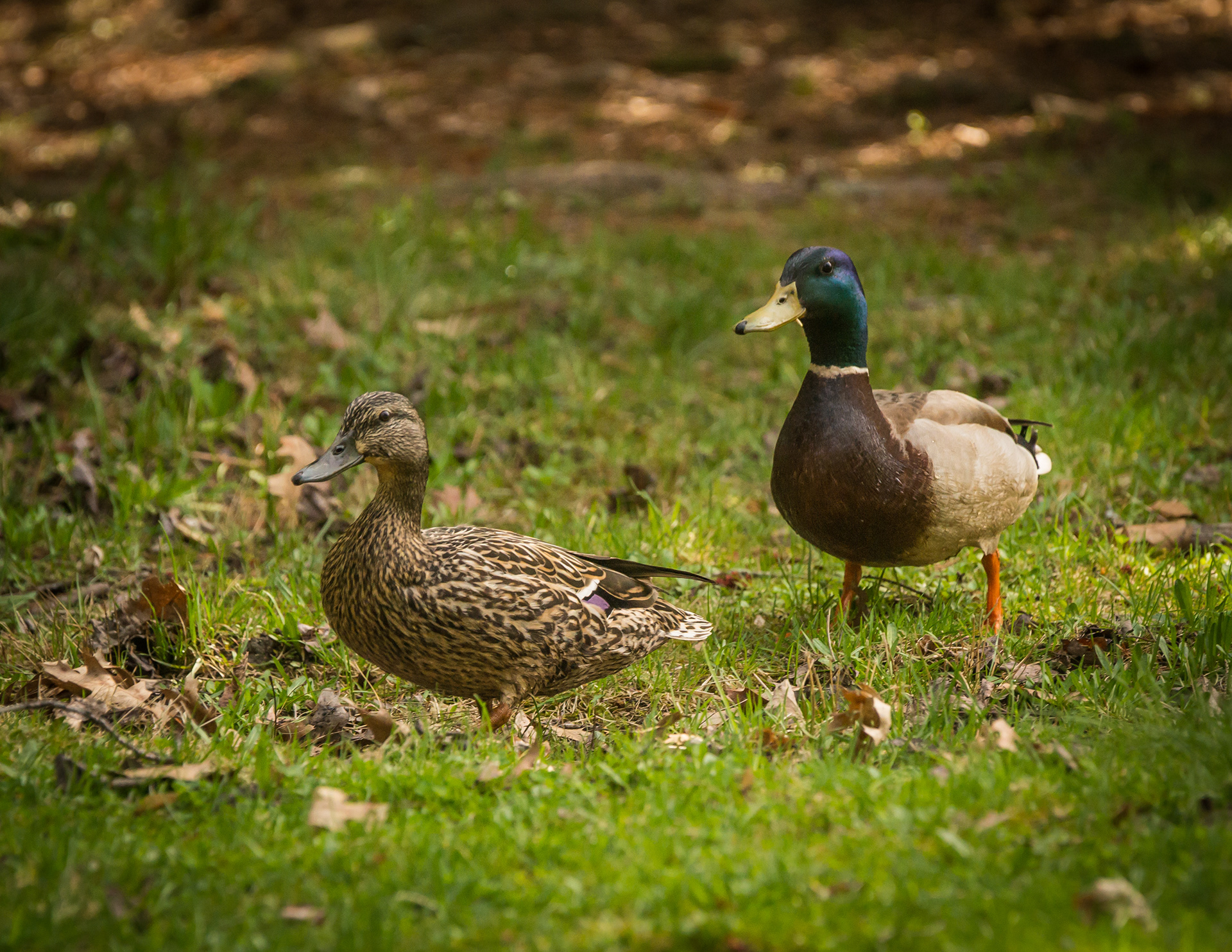 Mallard  (pair) - ME