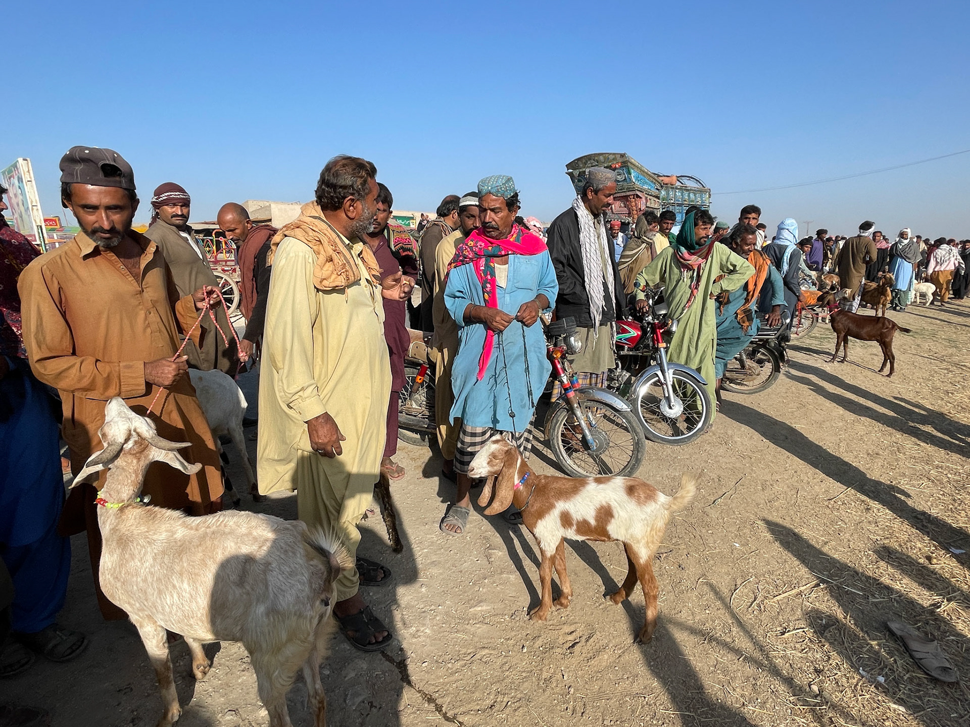 Animal Market