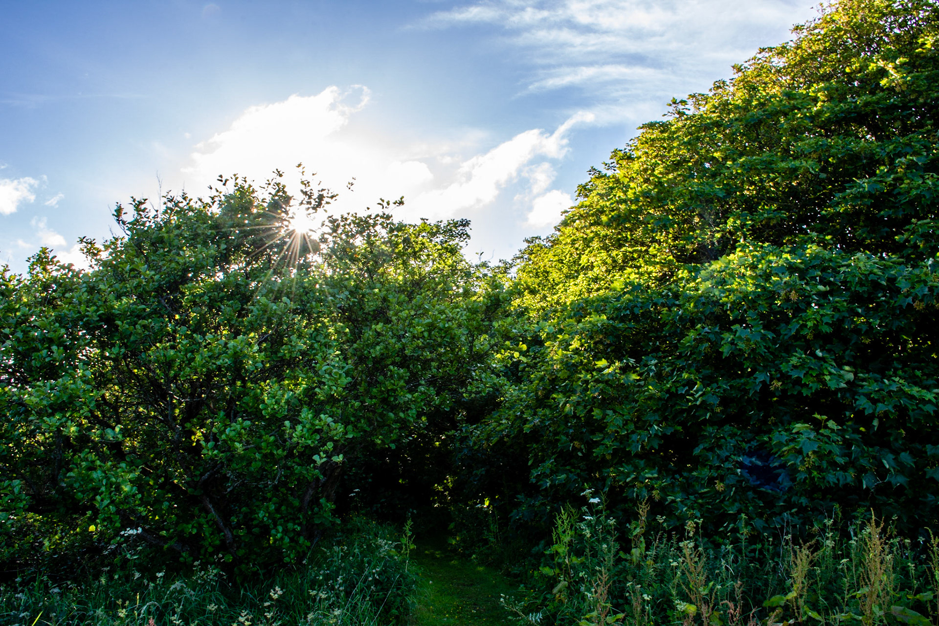 Sun burst through leaves