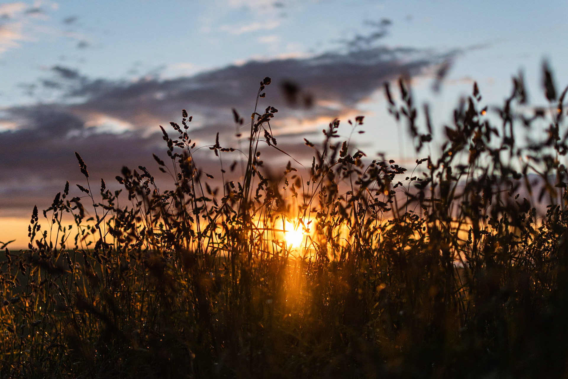 Sunset though the weeds