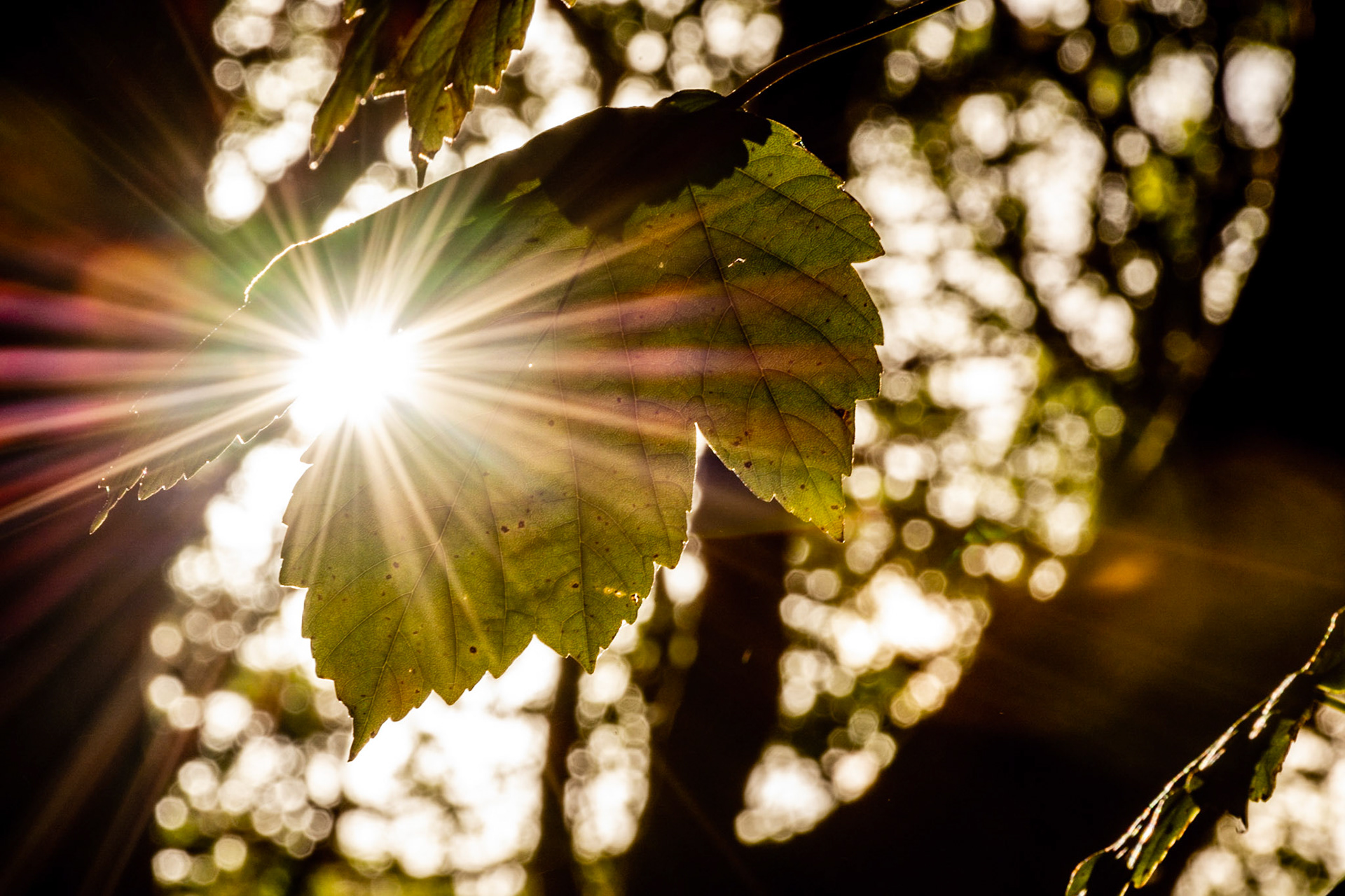 Sun burst through leaves