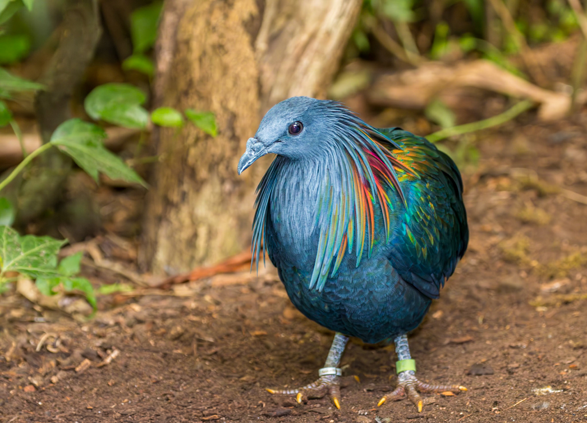 Jersey Zoo