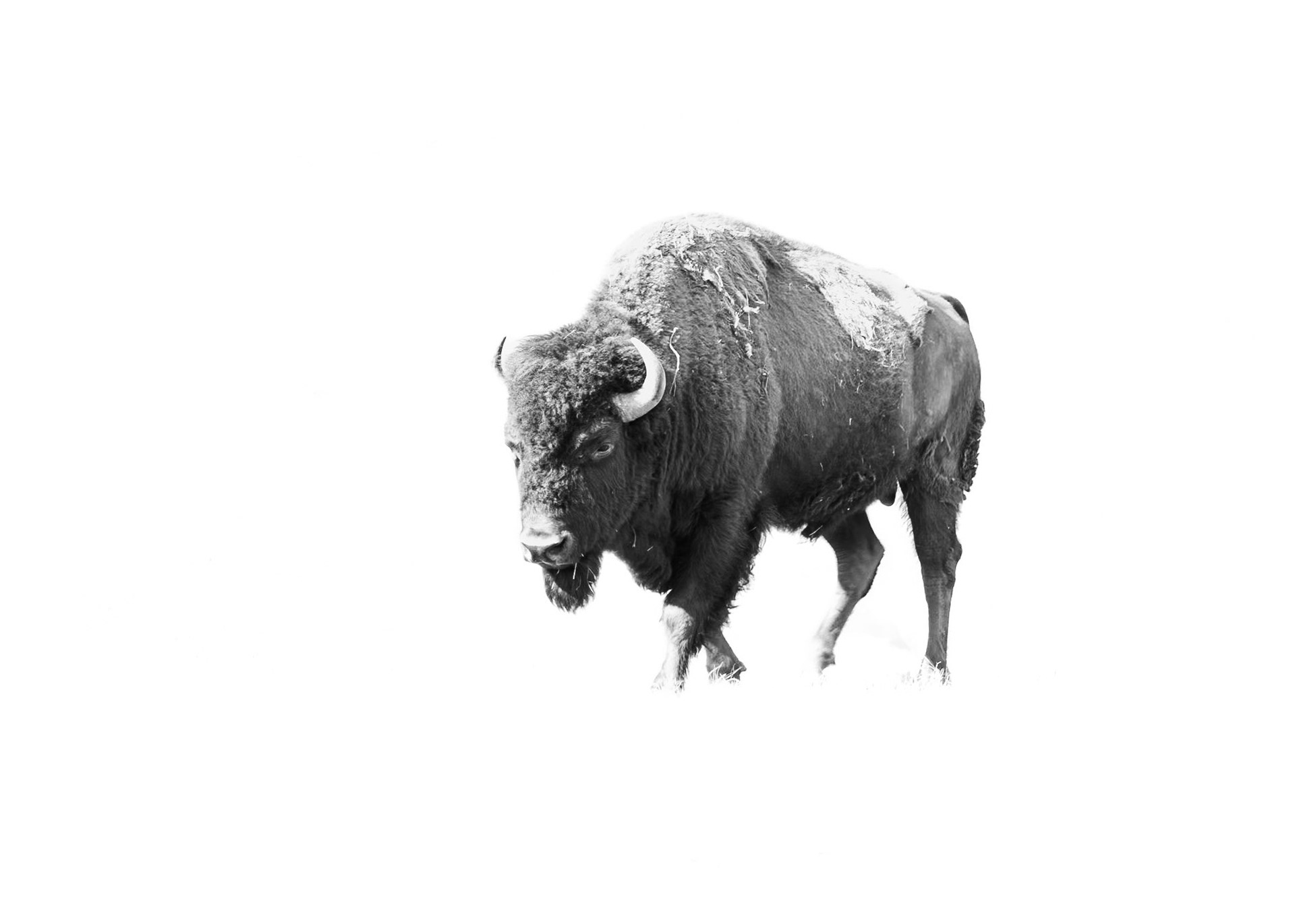 Bison - High key