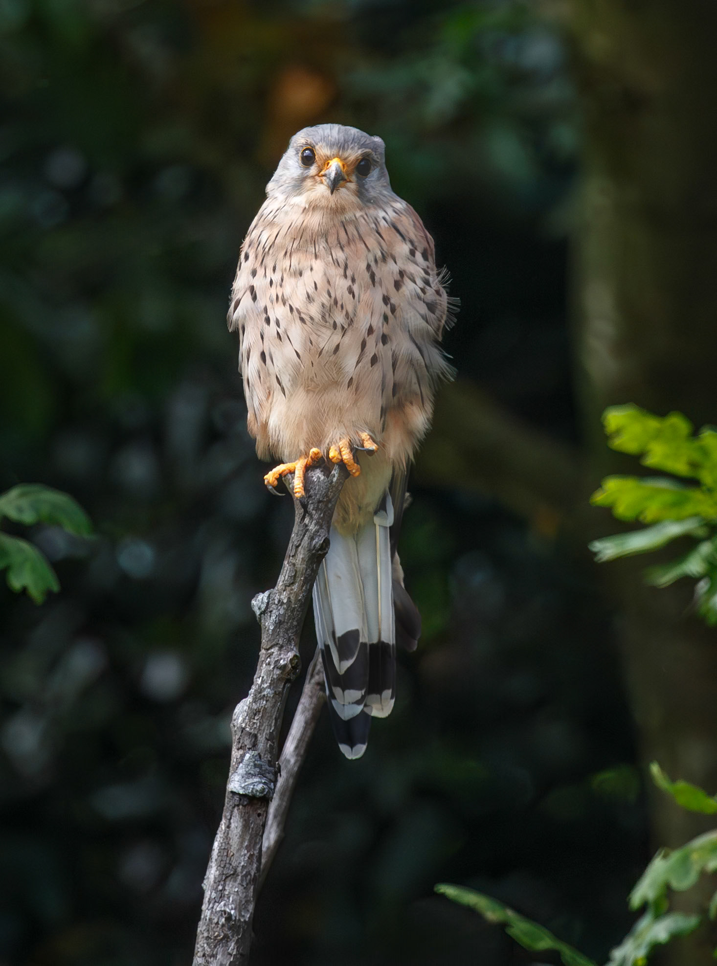 Eurasian Kestrel/Tårnfalk