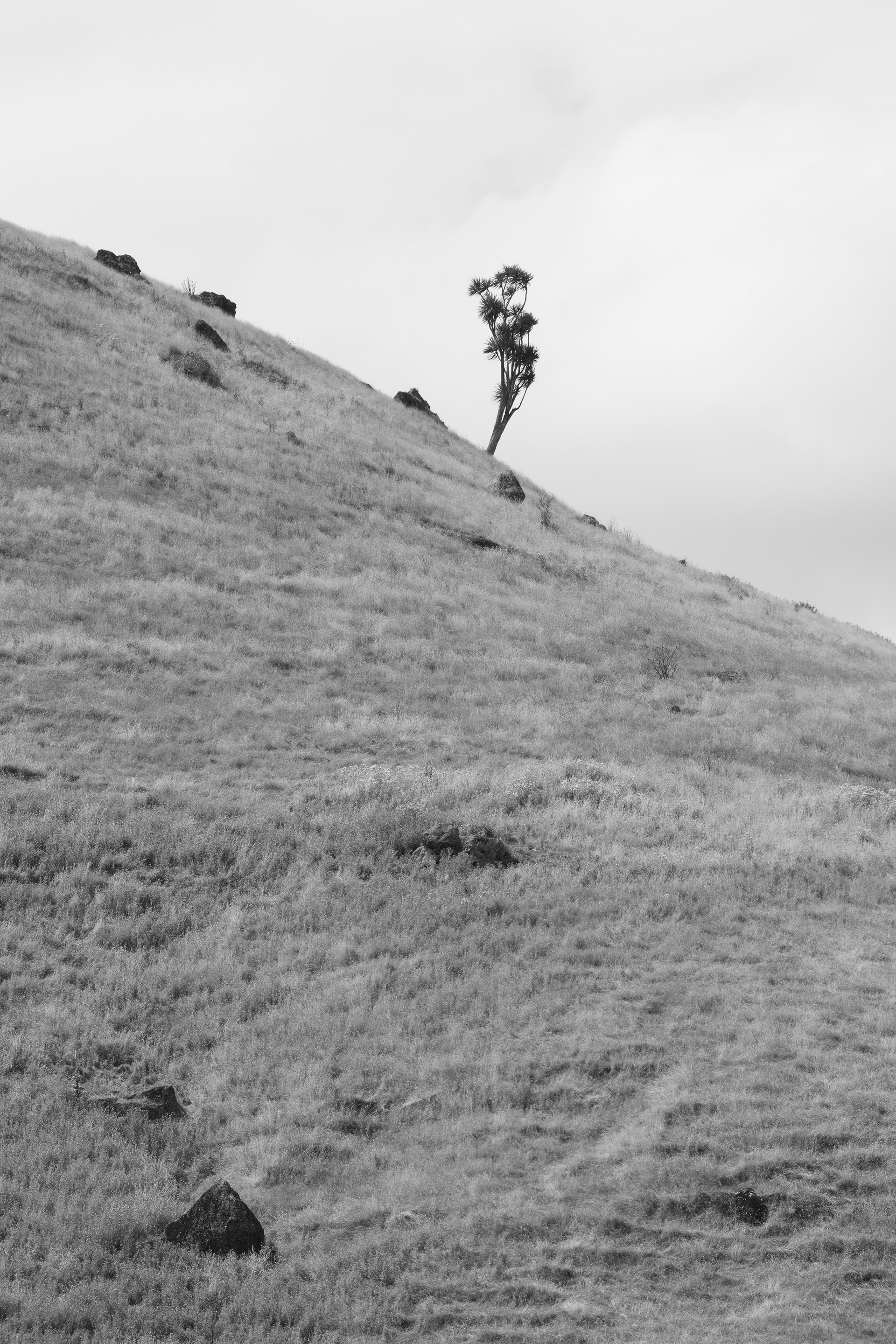 Tī kōuka (cabbage tree), Hawkes Bay