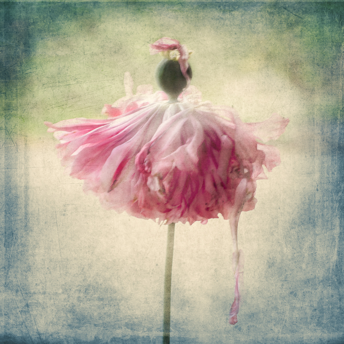 The Dishevelled Ballerina