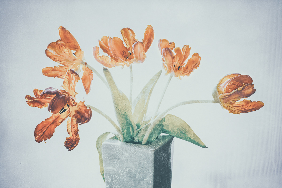 Tulips In A Vase