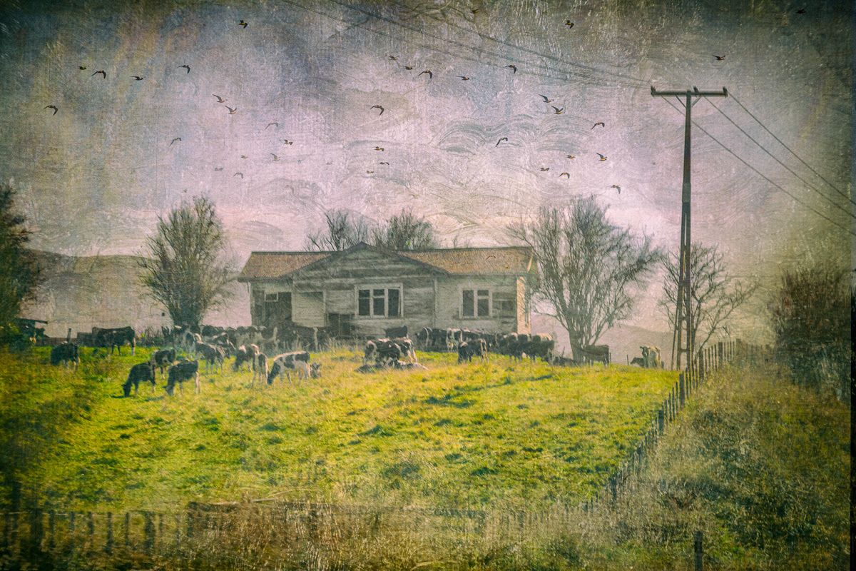 Cows In The Front Yard
