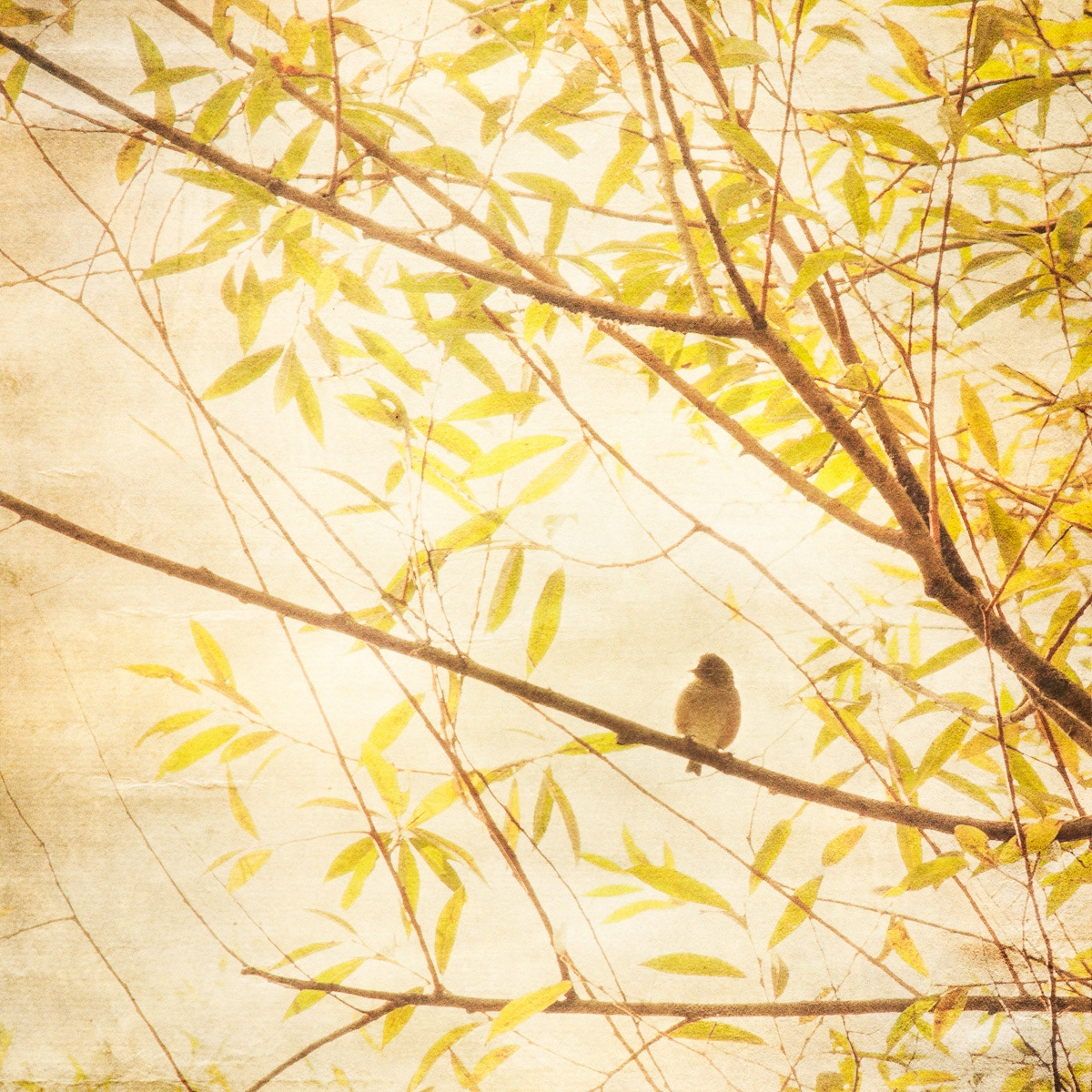 Tweet