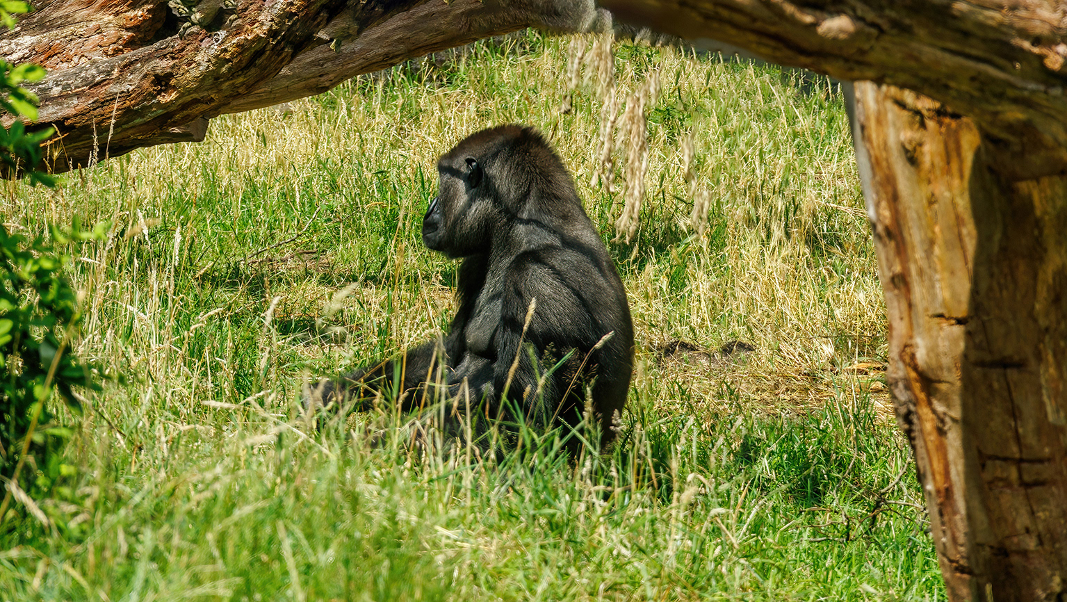 3023-7-6- Burgers Zoo