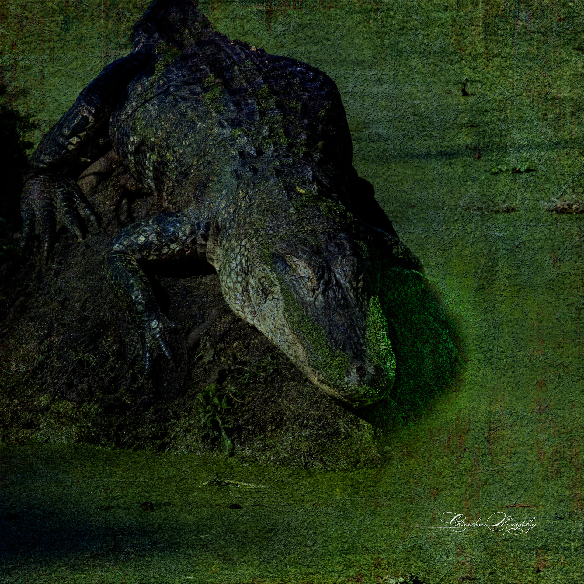 Gator Sunning