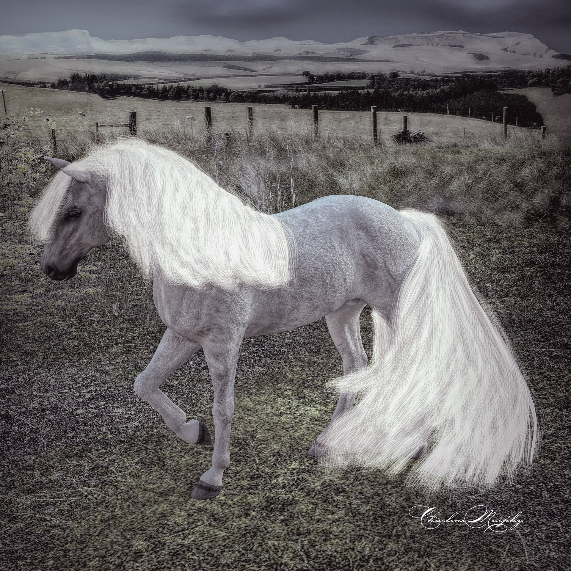 Horse in Meadow