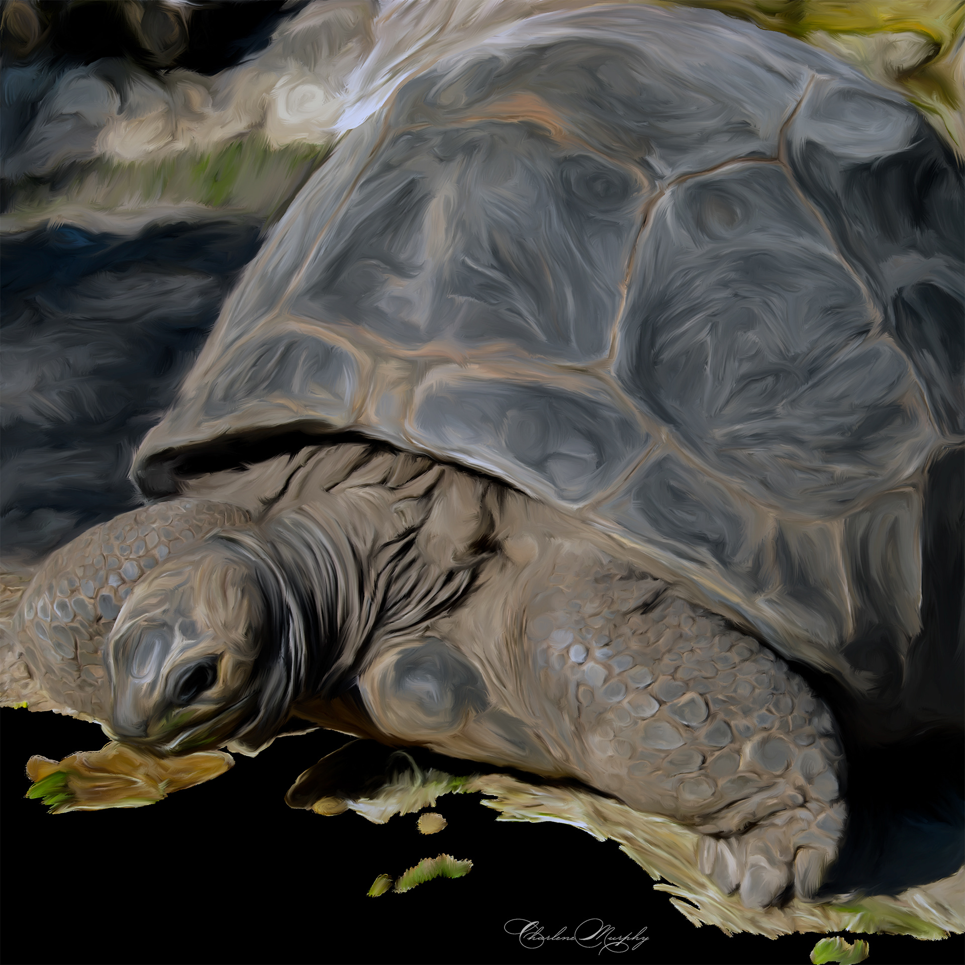 Hand Painted Tortoise