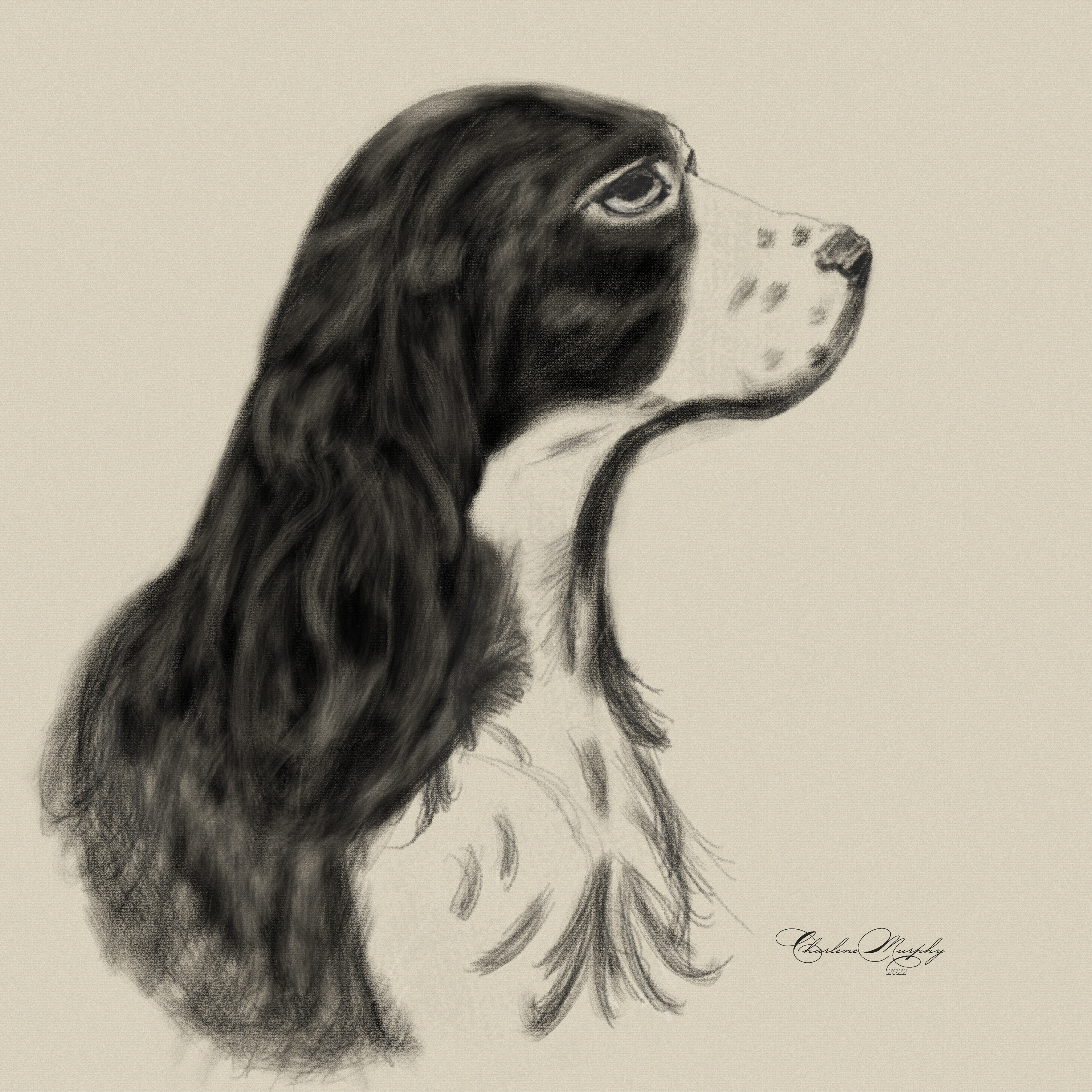 English Springer Spaniel - charcoal drawing