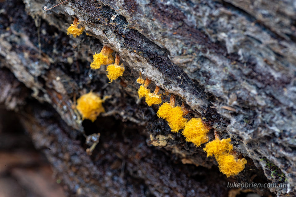 possibly slime mould
