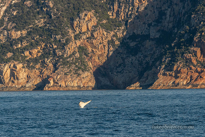 Wineglass Bay Cruise