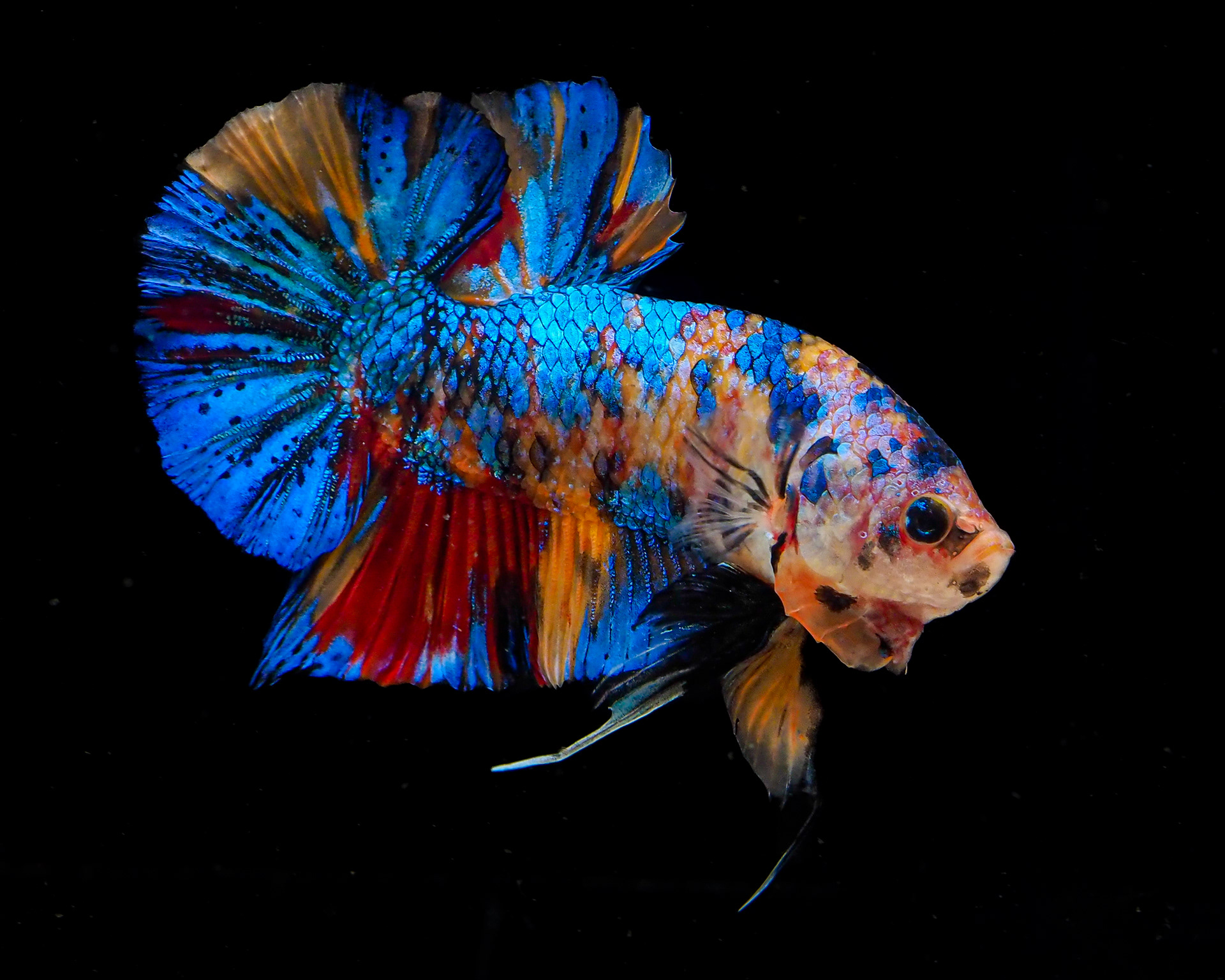 Betta Bros SG - Betta