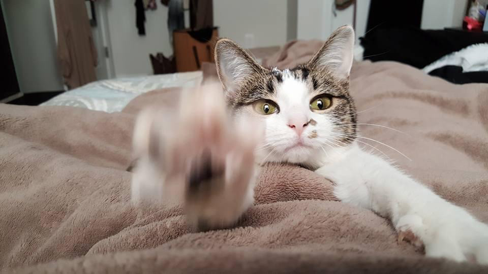 My favorite photo of my second cat, Malyu!