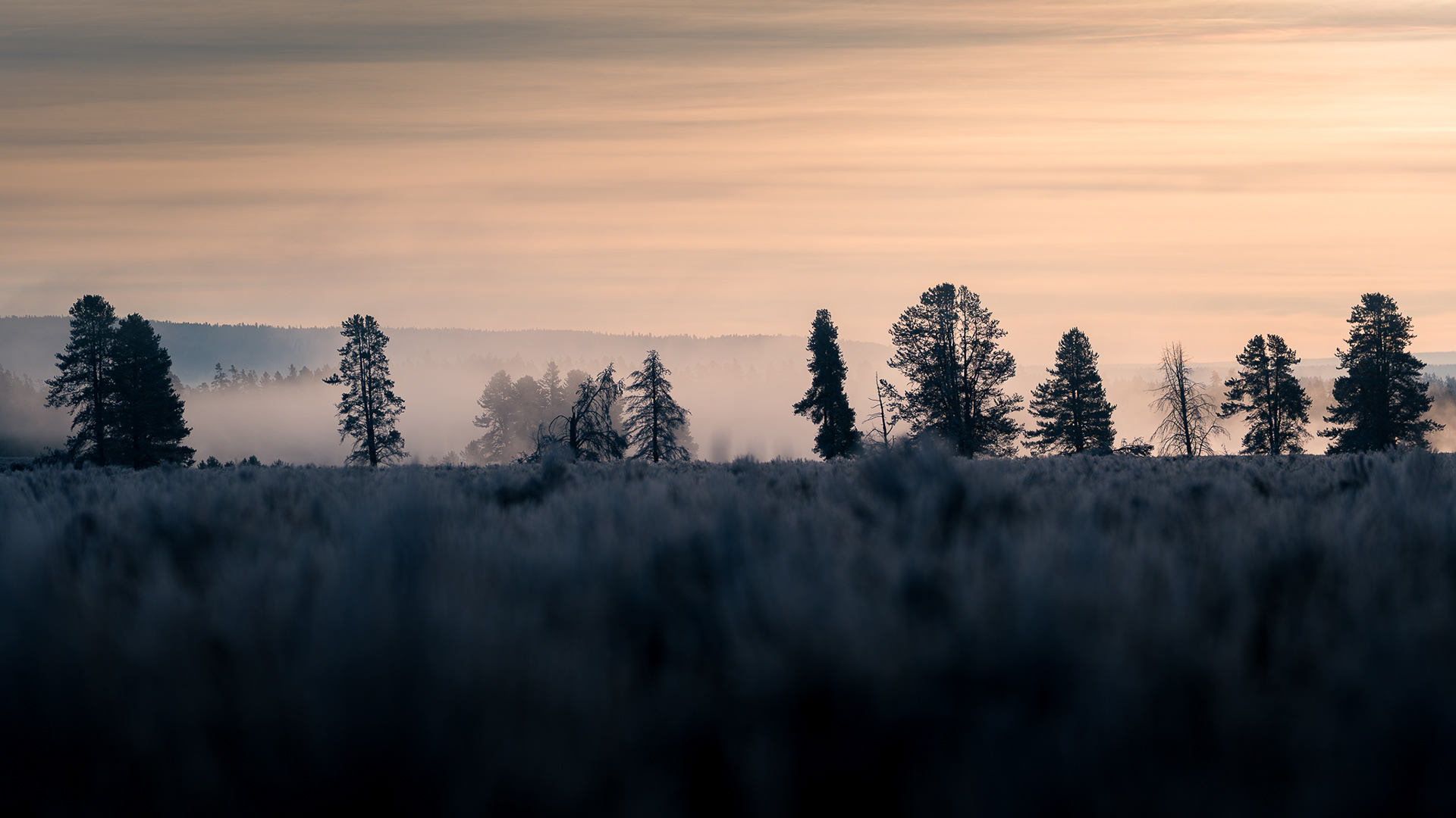 Morning mist through the trees, Island Park Idaho