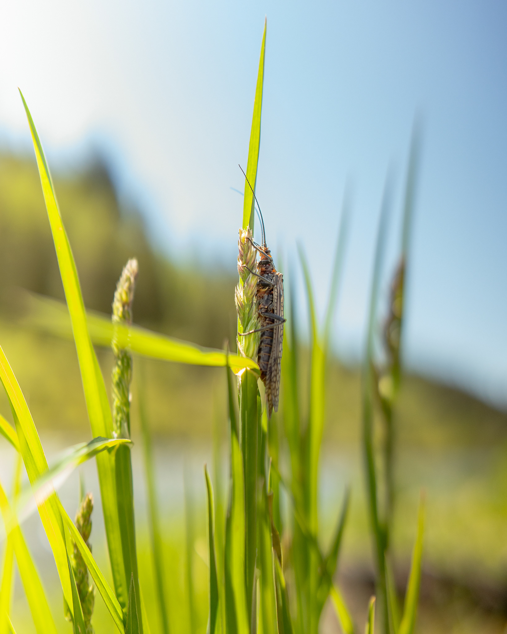 Salmonfly Hatch on the Henrys Fork