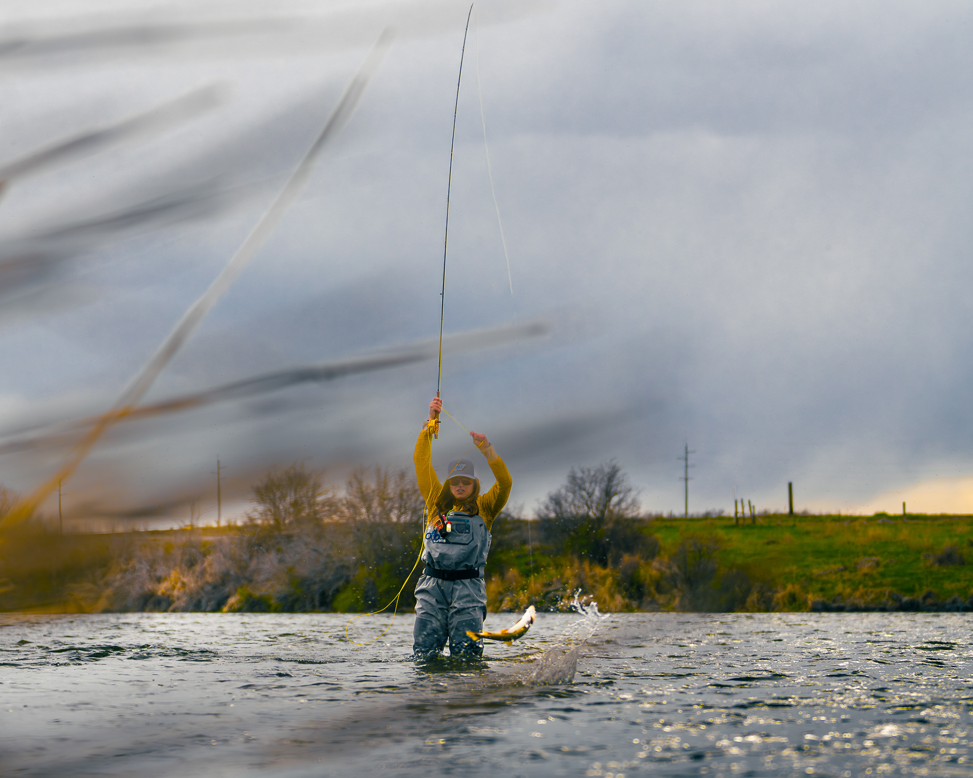 Acrobatic fish jumping during a caddis hatch