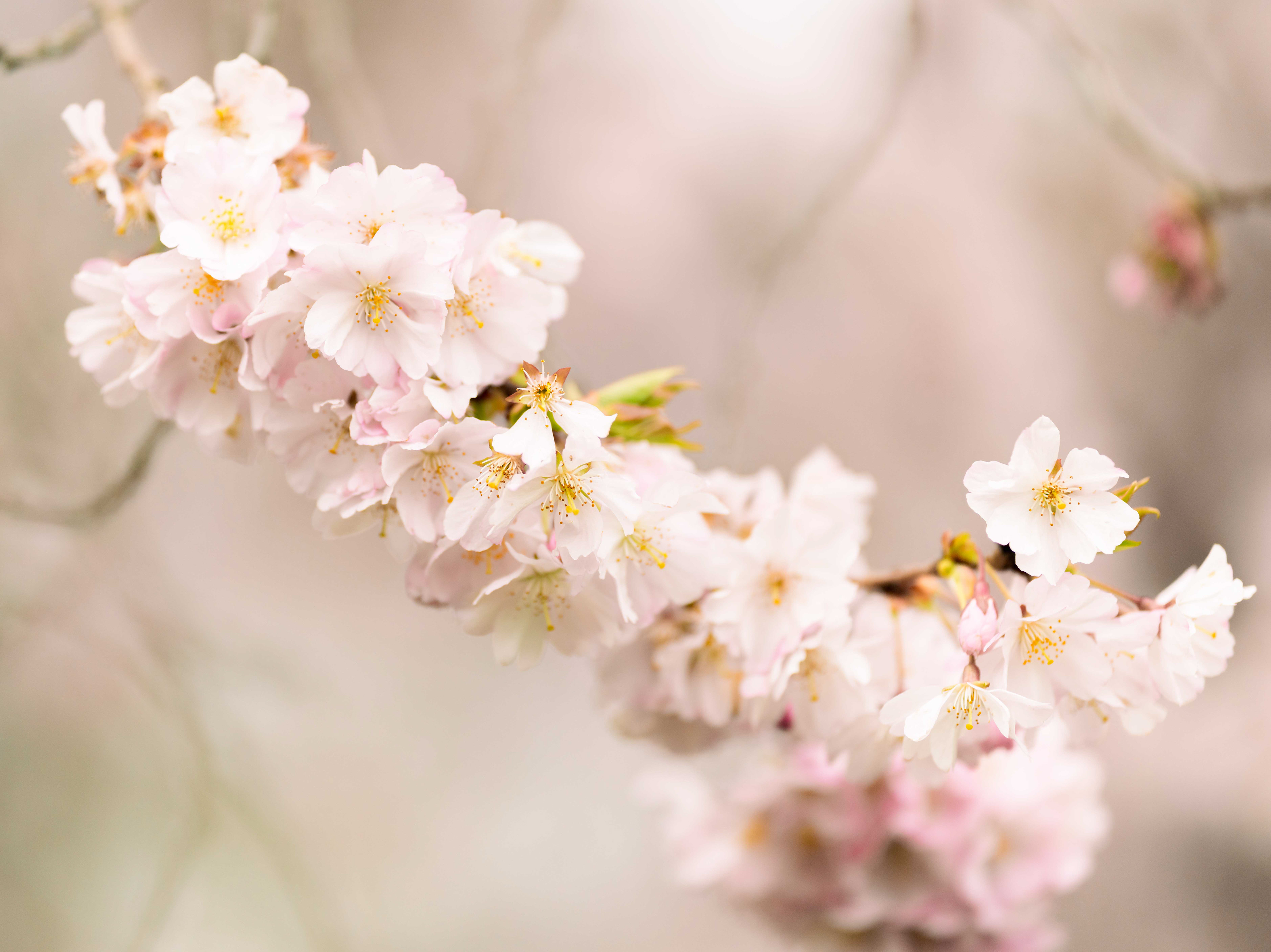 Cherry Blossom - Close Up