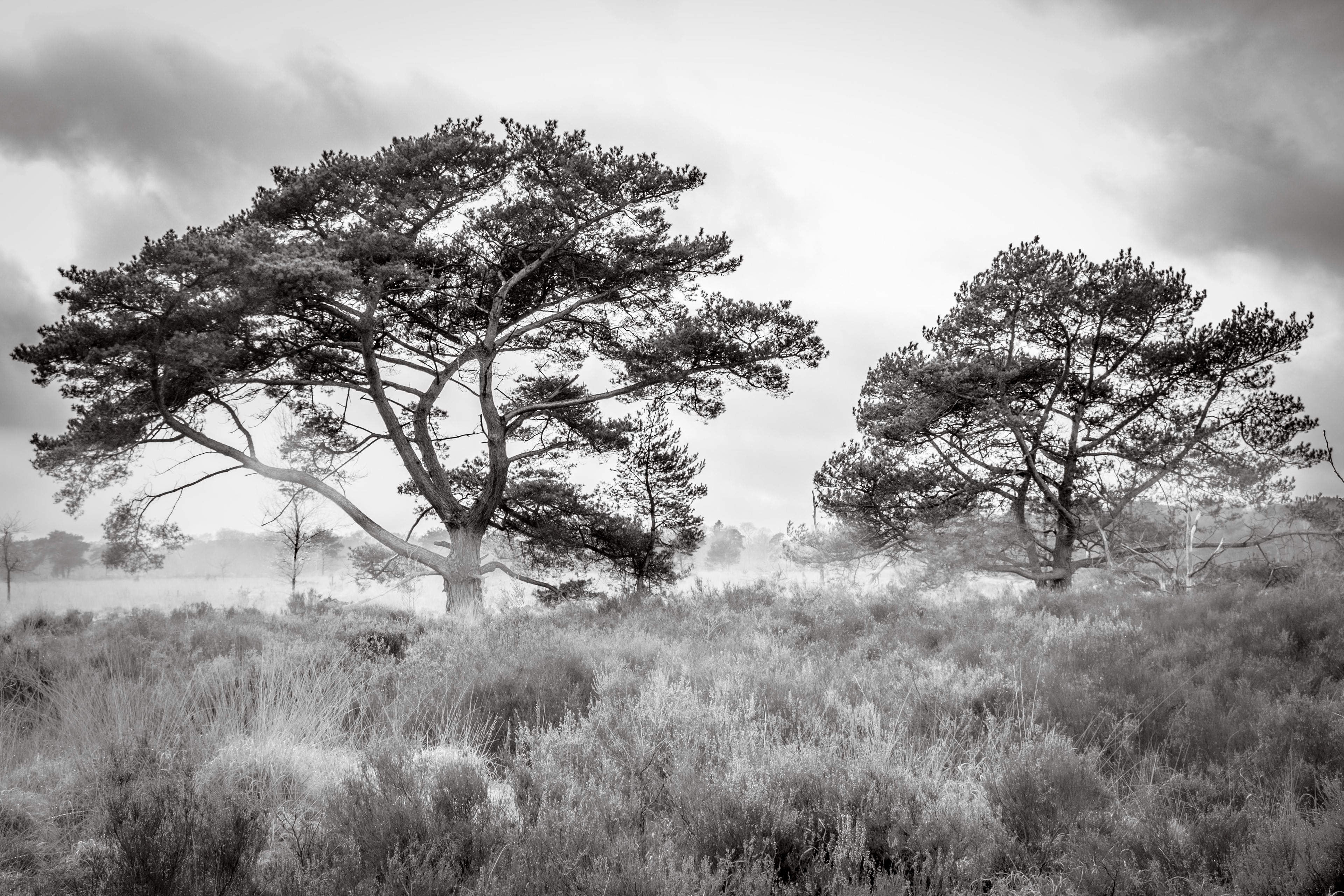 Kalmthoutse Heide